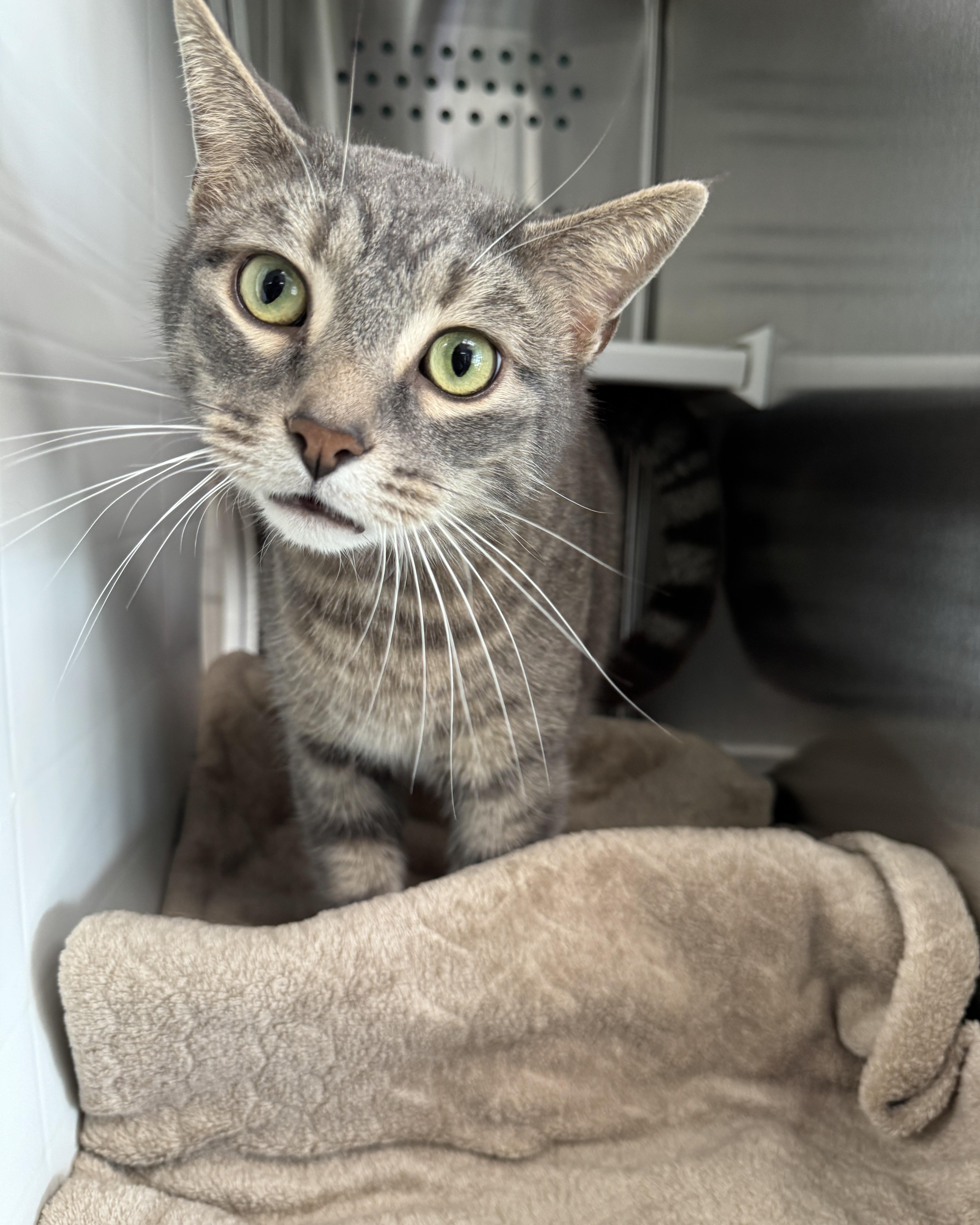 Enlarge Conner, an adopted Domestic Short Hair in Seneca, PA image 2/5