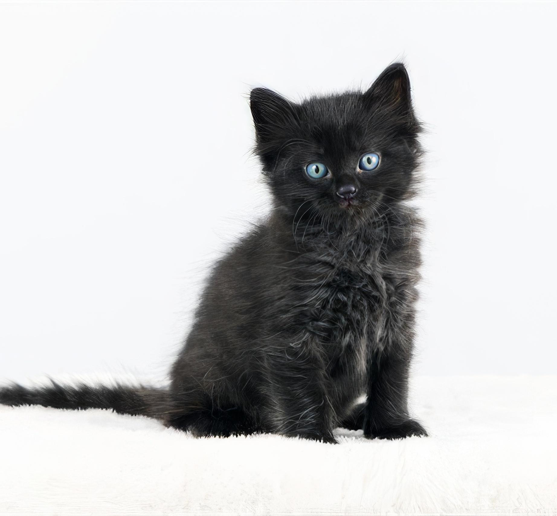 Cornichon, adopted, Kitten Male Domestic Short Hair.