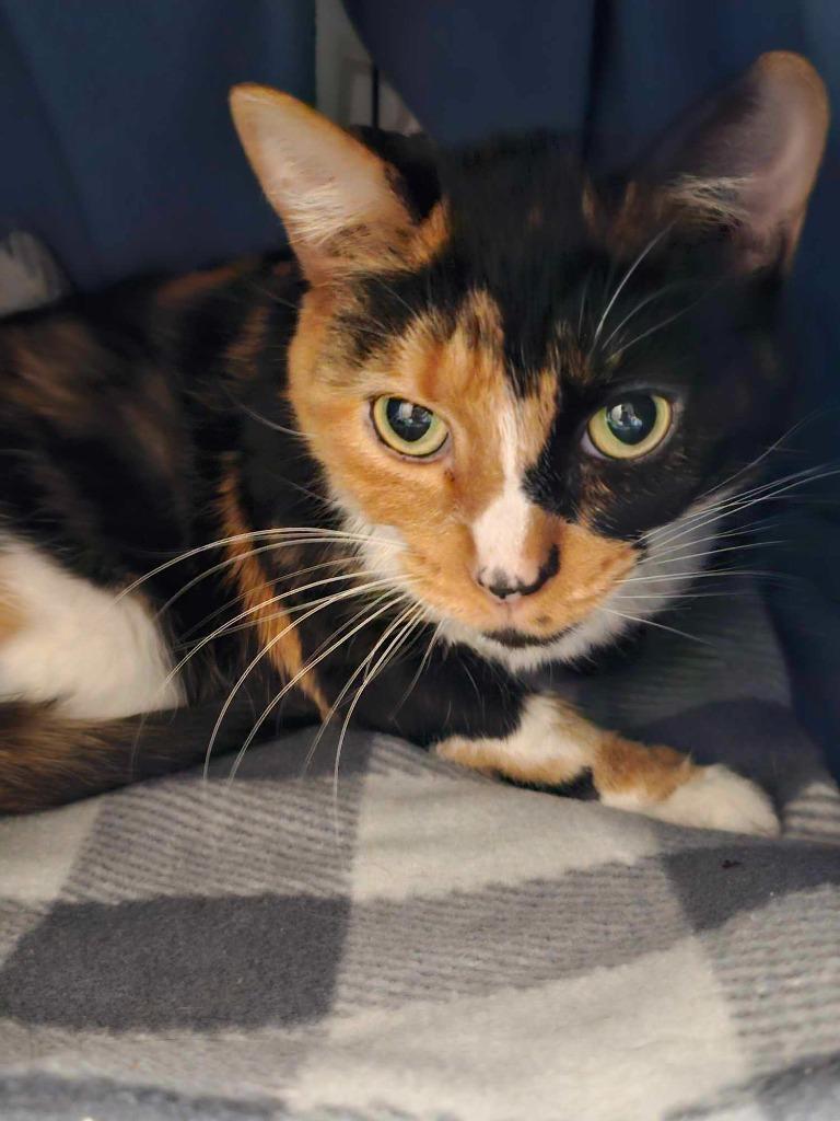 Paloma, Adoptable, Adult Female Domestic Short Hair.