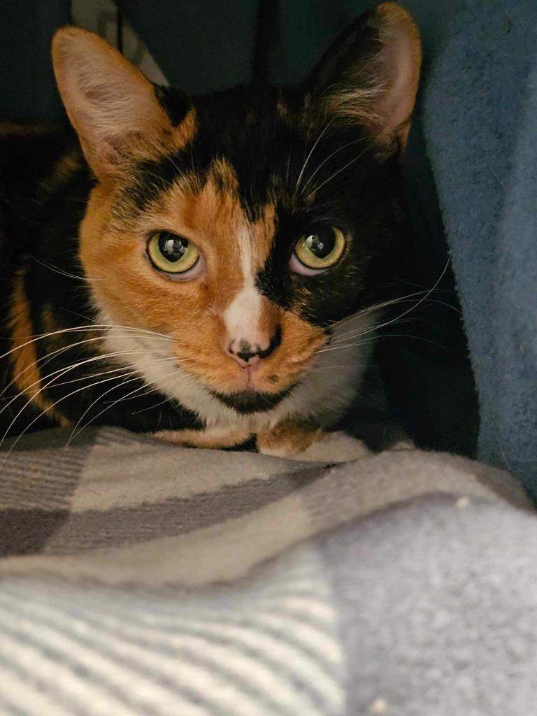 Enlarge Paloma, a Adoptable mixed breed in Shell Lake, WI image 2/2