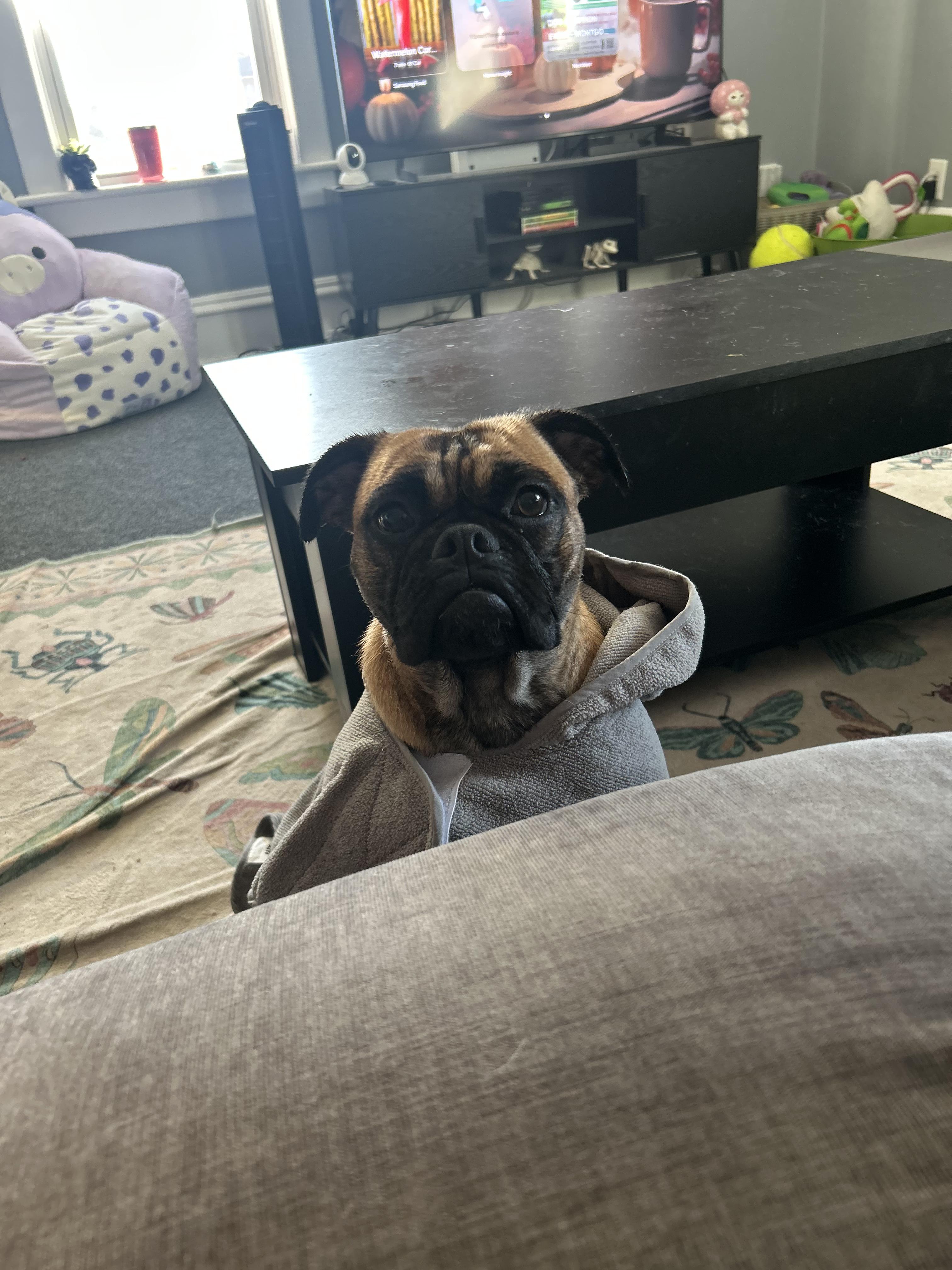 Enlarge Elephant AKA Ellie , a ADOPTABLE mixed breed in Joliet, IL image 3/6