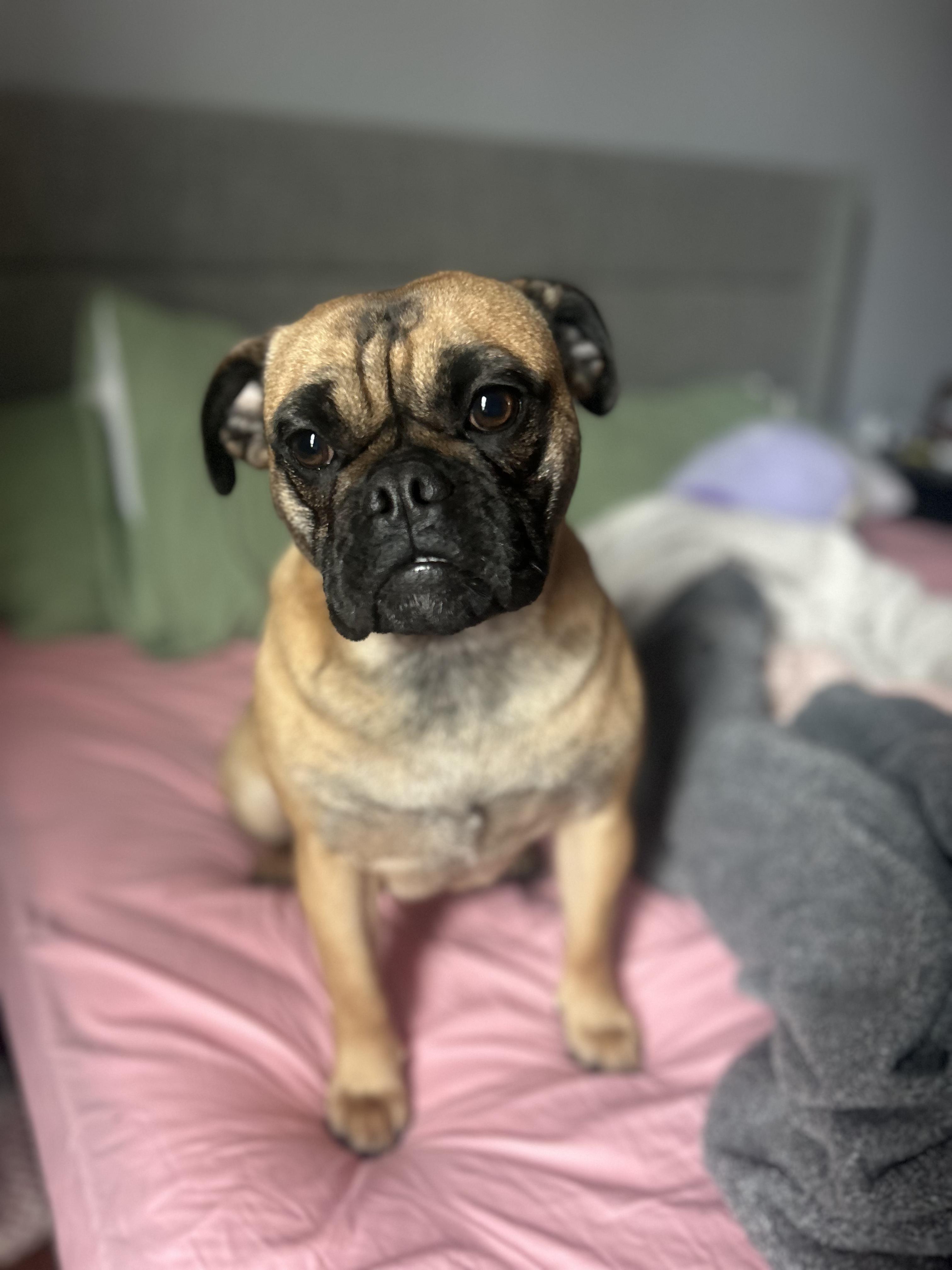 Enlarge Elephant AKA Ellie , a ADOPTABLE mixed breed in Joliet, IL image 6/6