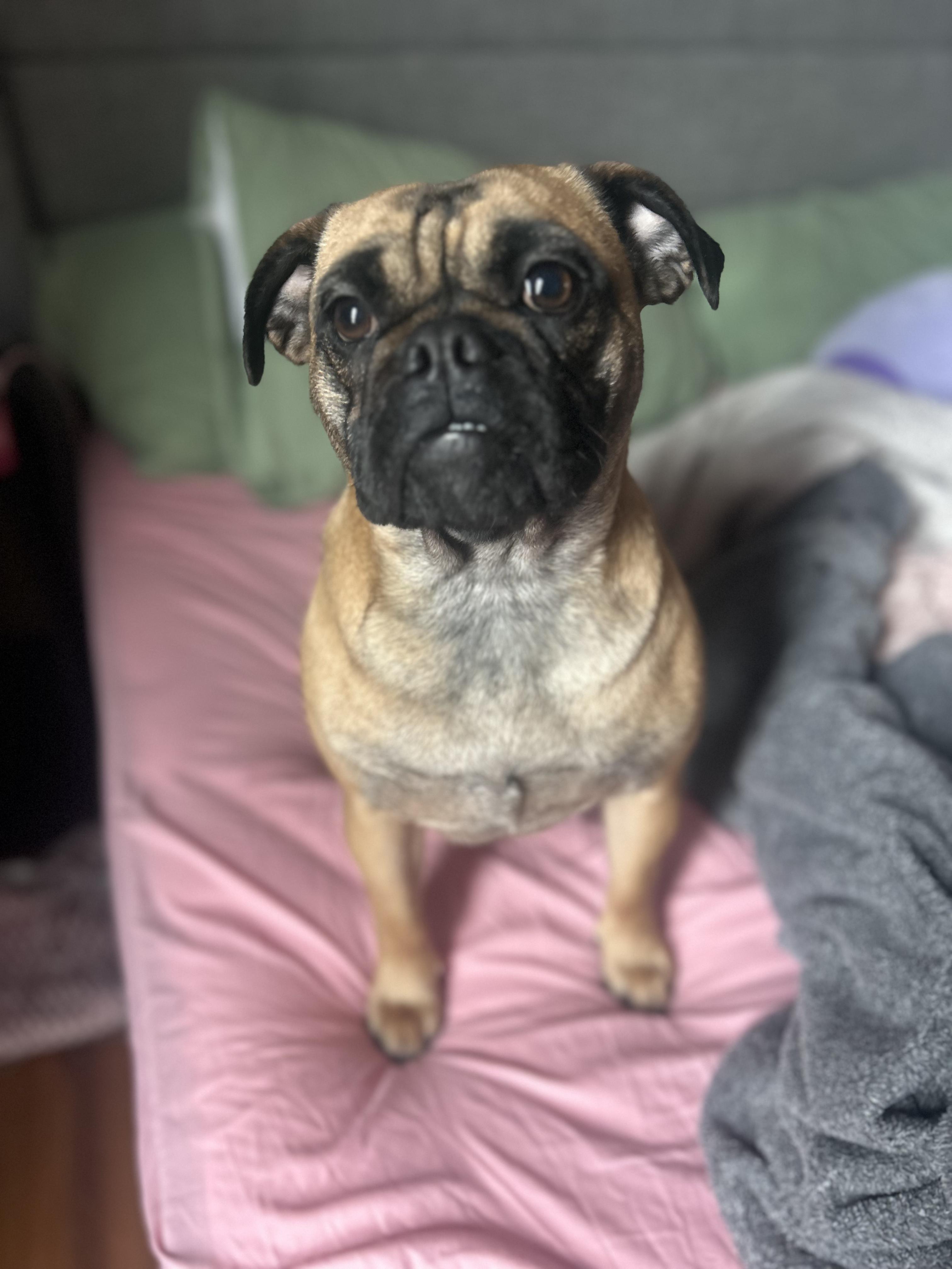 Enlarge Elephant AKA Ellie , a ADOPTABLE mixed breed in Joliet, IL image 1/6