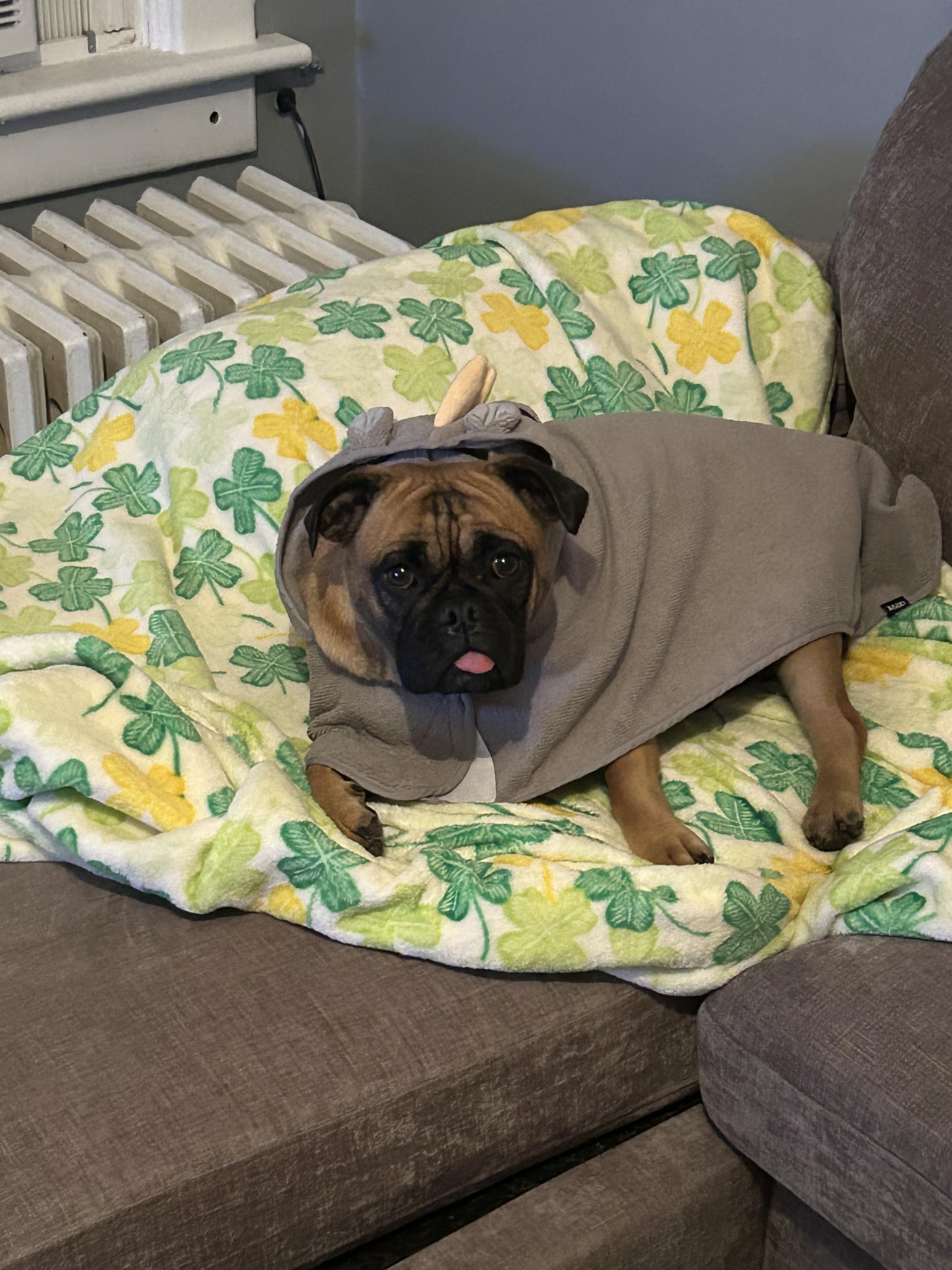 Enlarge Elephant AKA Ellie , a ADOPTABLE mixed breed in Joliet, IL image 2/6