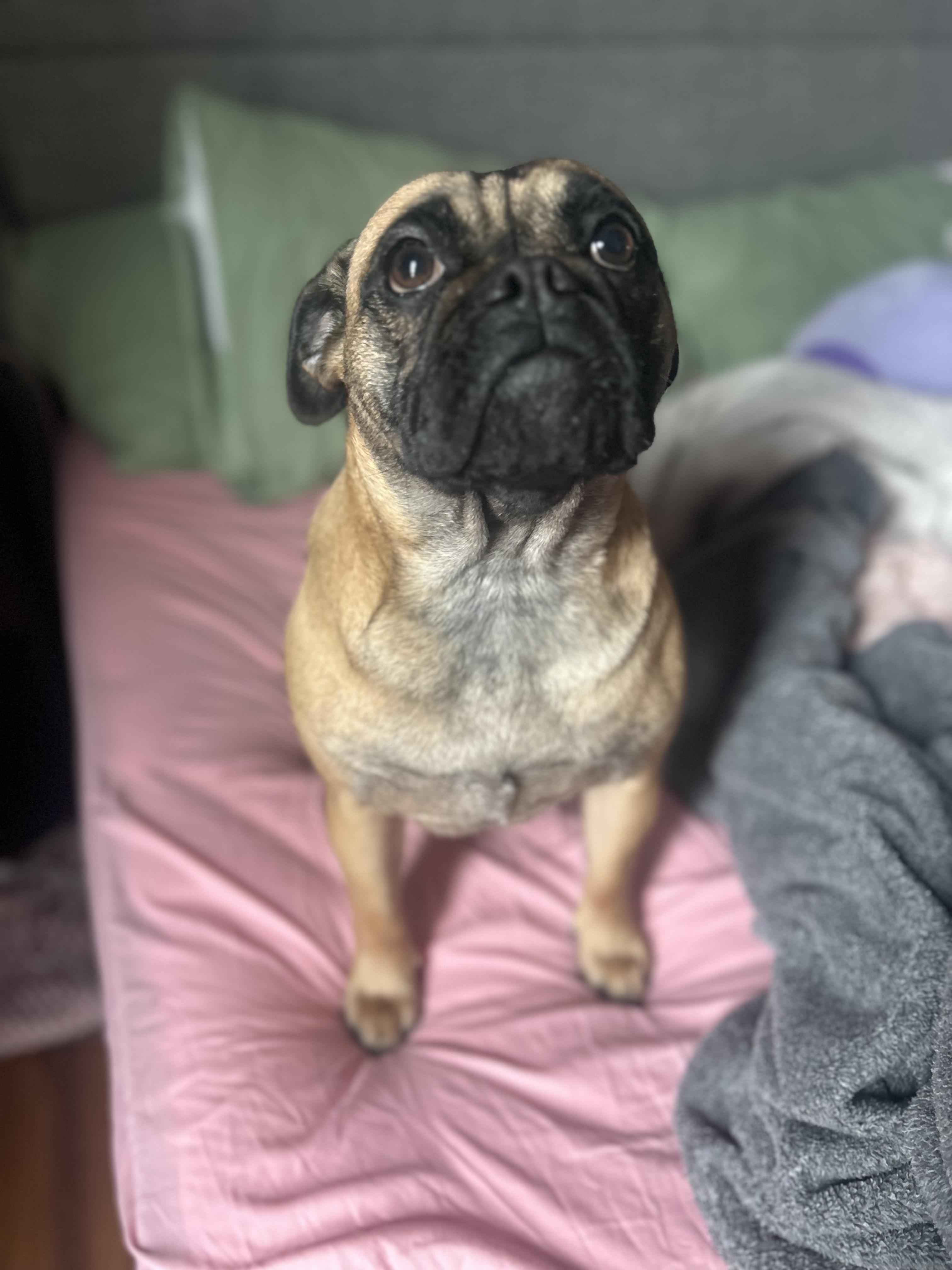 Enlarge Elephant AKA Ellie , a ADOPTABLE mixed breed in Joliet, IL image 5/6