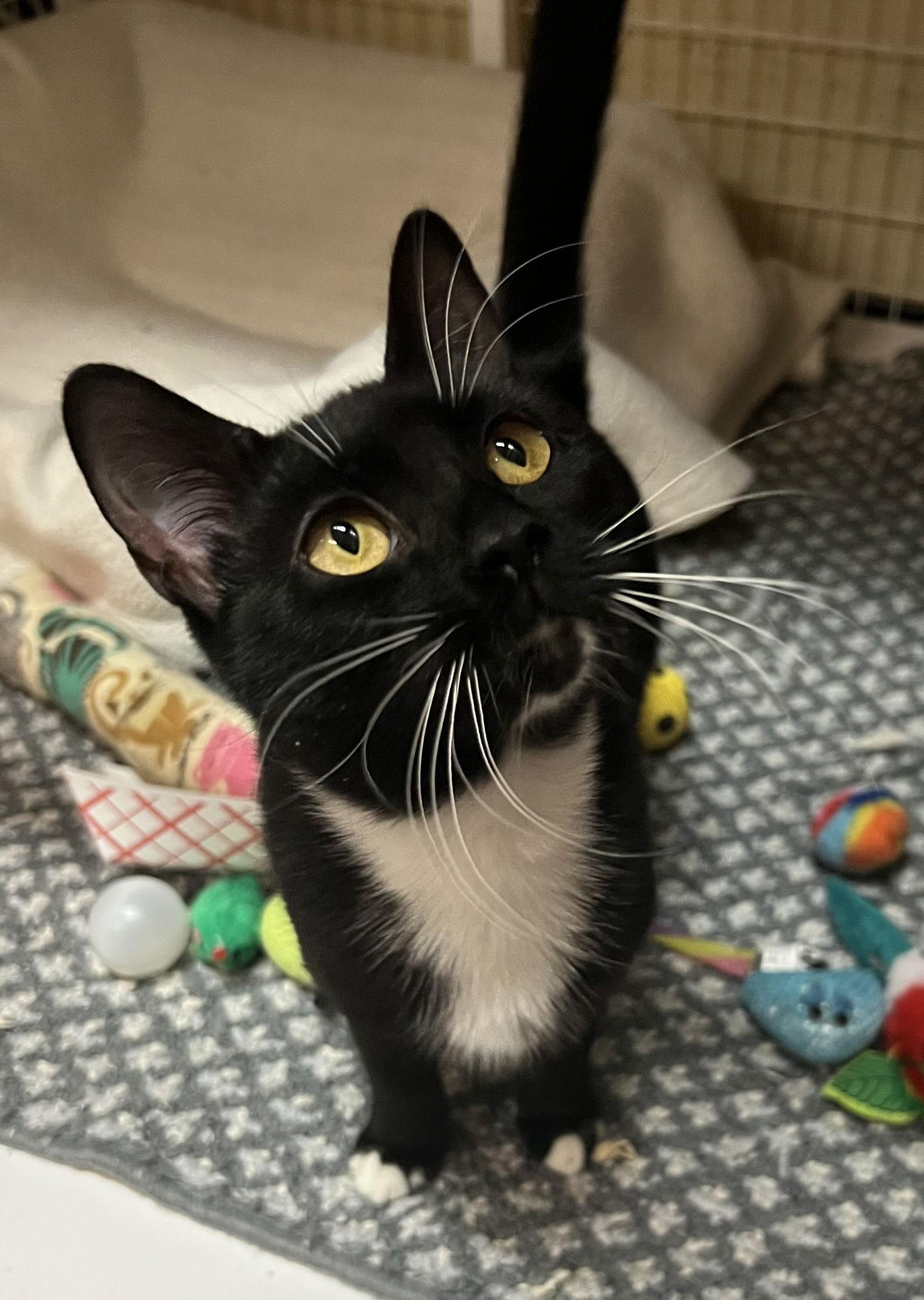 Morgan, Adopted, Kitten Female Domestic Short Hair.