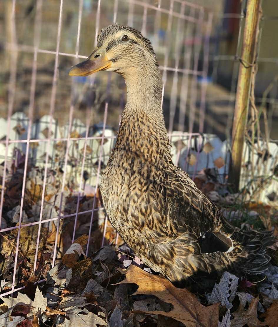 Emerald, Adoptable, Adult Female Duck.