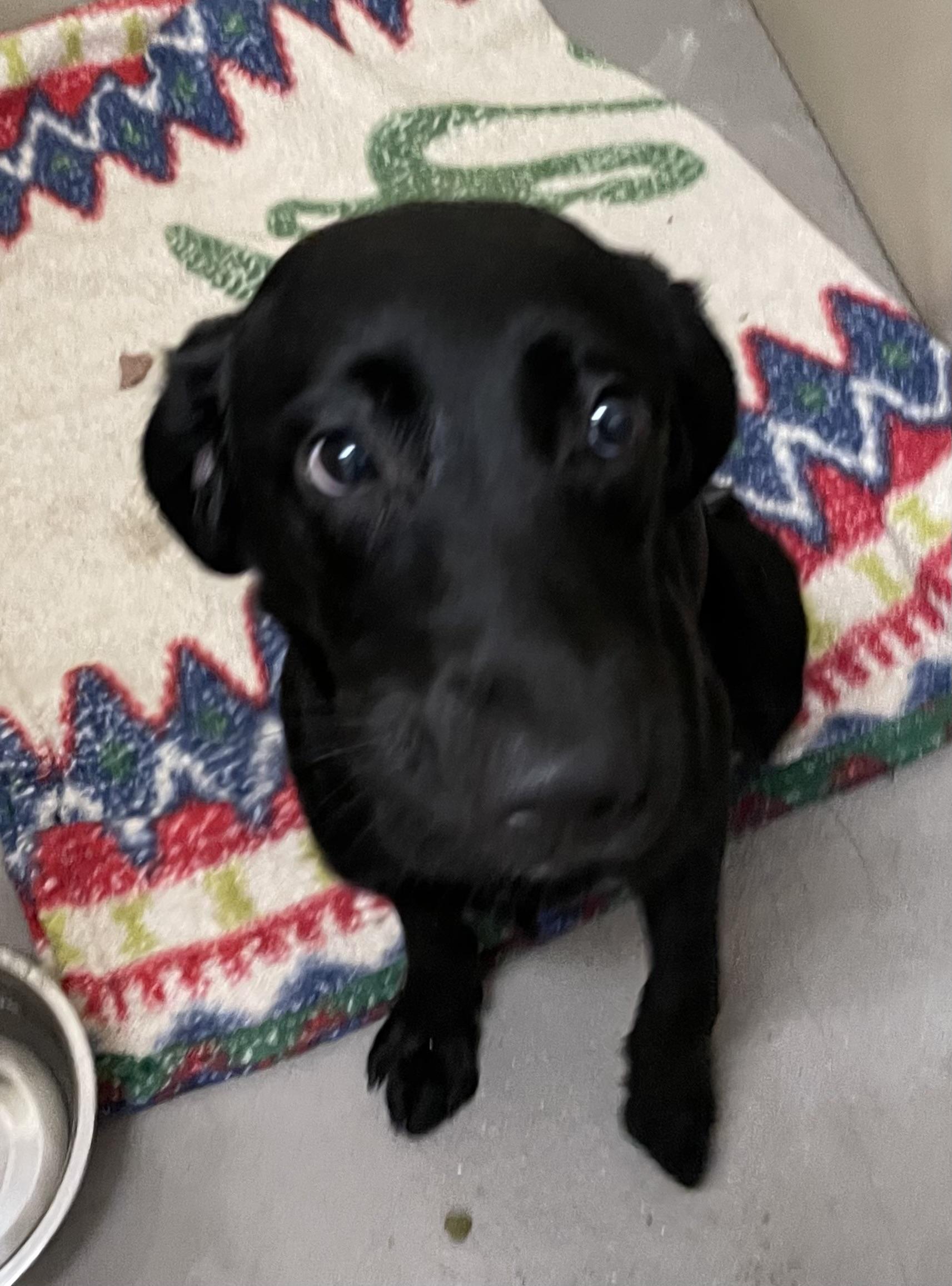 Enlarge Tiggy ADOPTED, an adopted Labrador Retriever in Canton, OH image 2/3