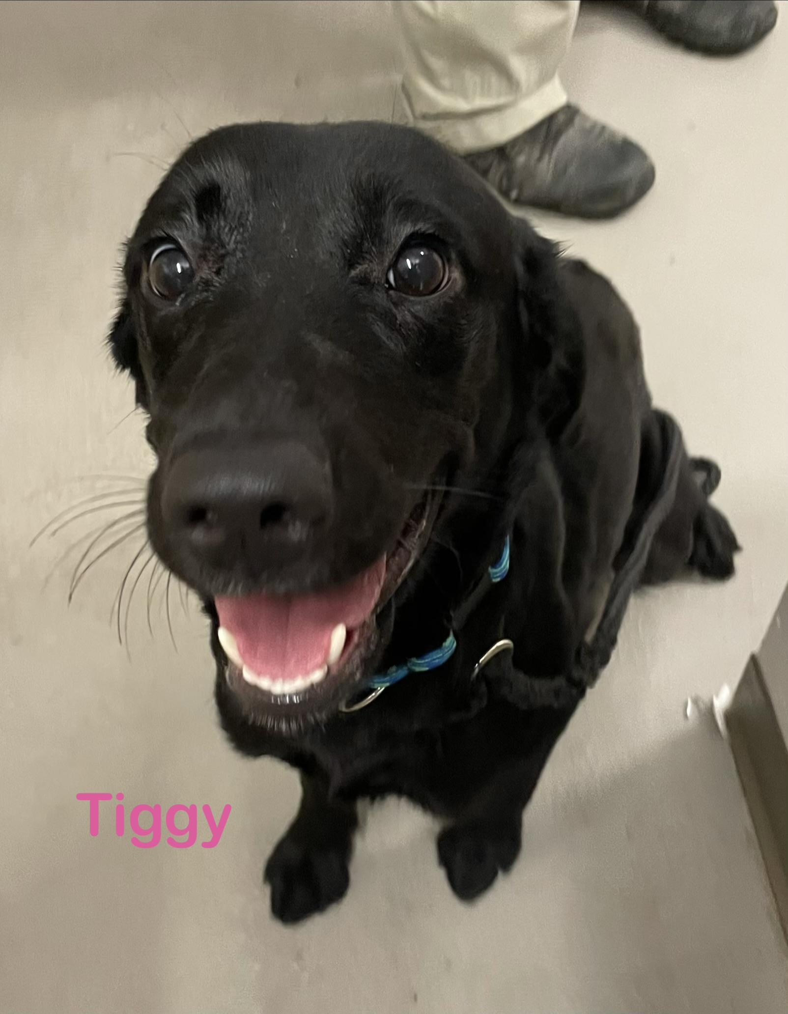 Tiggy ADOPTED, adopted, Young Female Labrador Retriever.