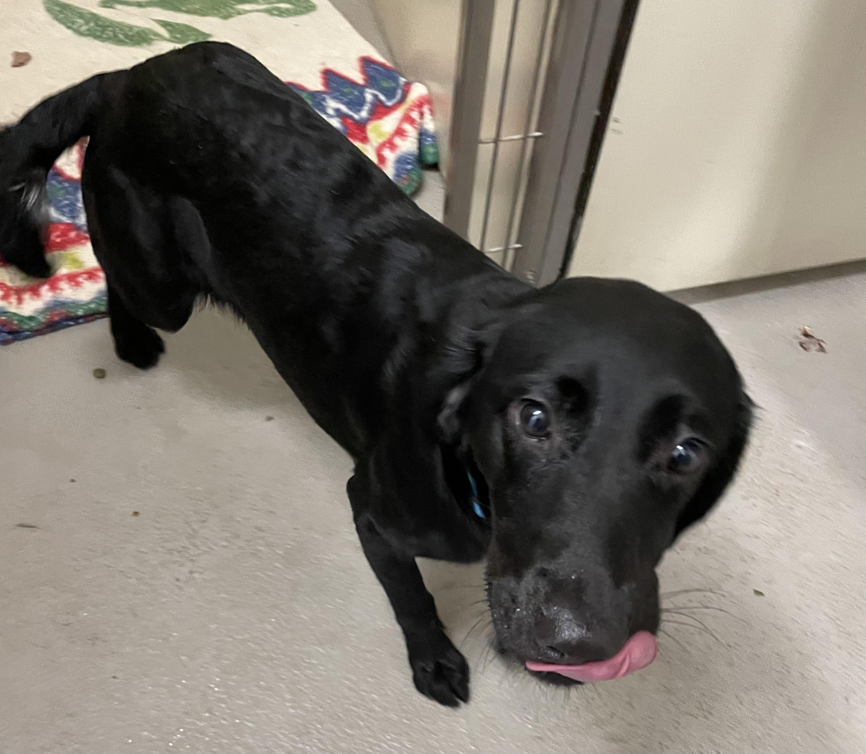 Enlarge Tiggy ADOPTED, an adopted Labrador Retriever in Canton, OH image 3/3