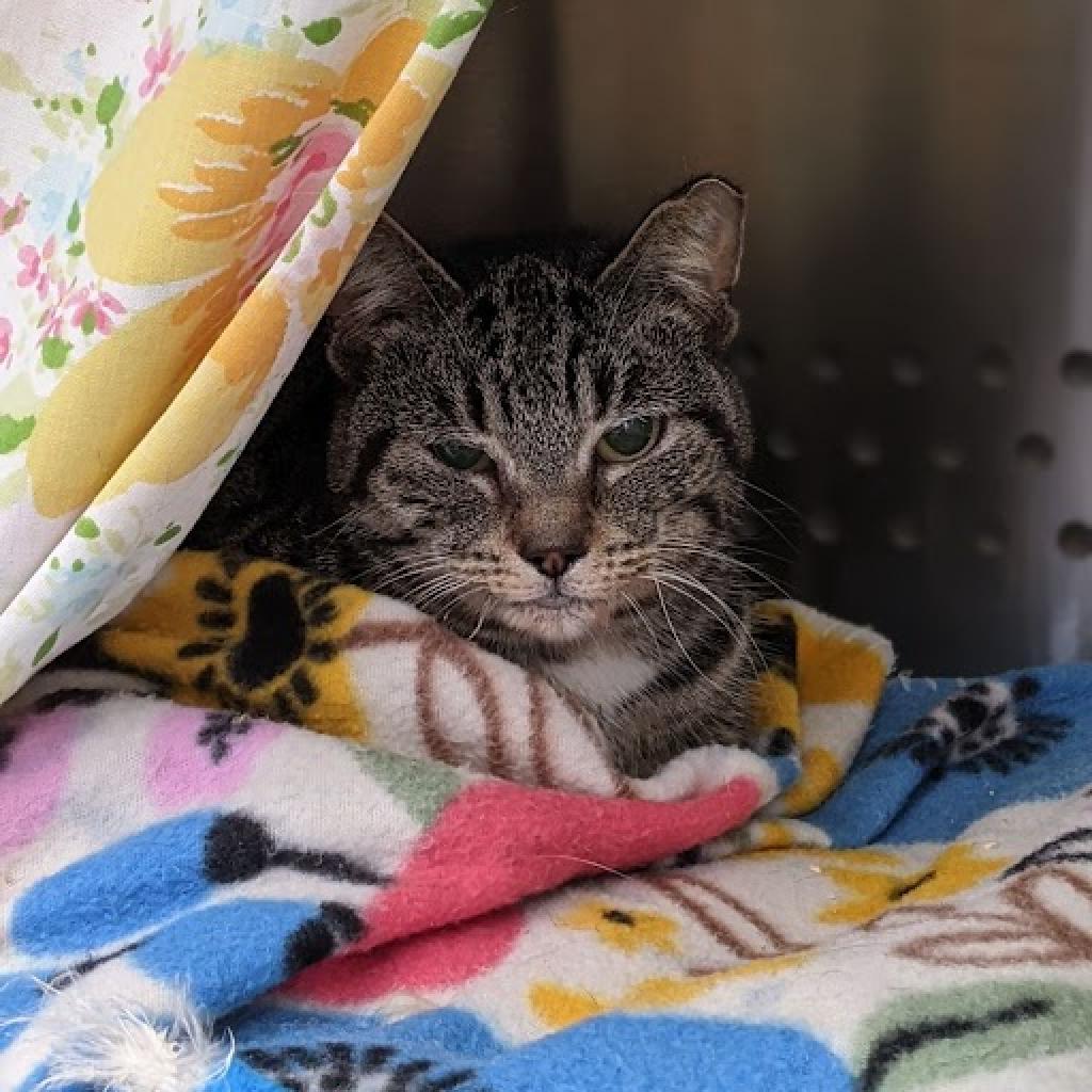 Enlarge Yara, a Adoptable Domestic Short Hair in Lynchburg, VA image 1/6