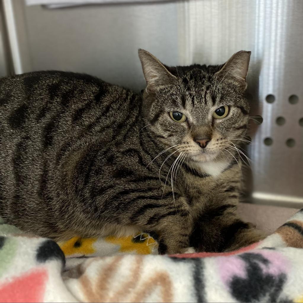 Yara, a Adoptable Domestic Short Hair in Lynchburg, VA image 1/6