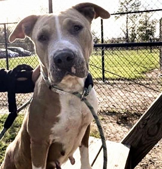 Enlarge LIZ, a Adoptable mixed breed in Houston, TX image 1/1