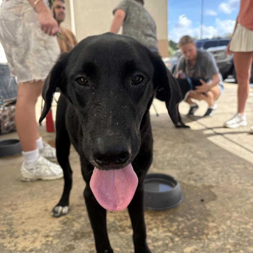 Enlarge Orzo, a Adoptable Mixed Breed in QUINCY, FL image 1/1
