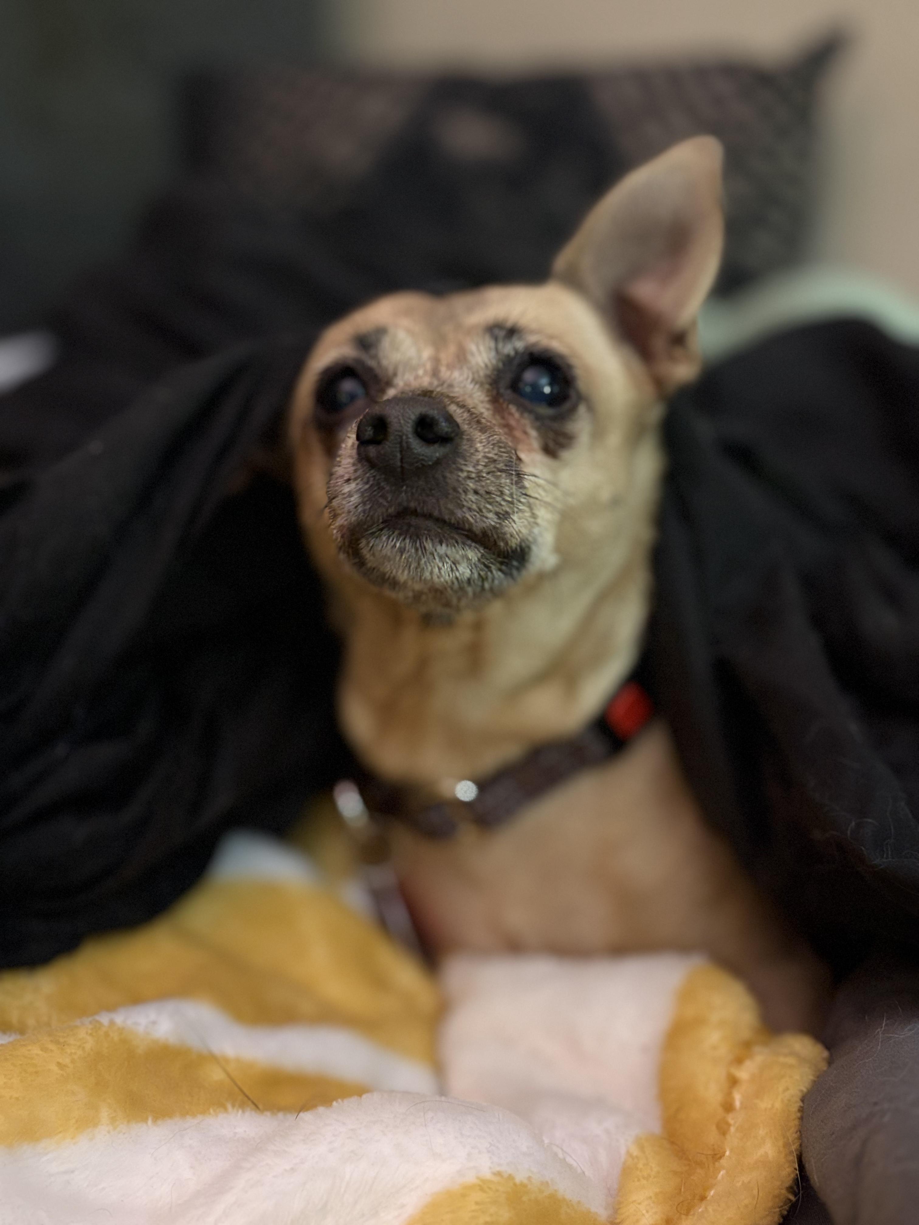 Enlarge Mindy, a Adoptable Chihuahua in Brooklyn, NY image 4/6