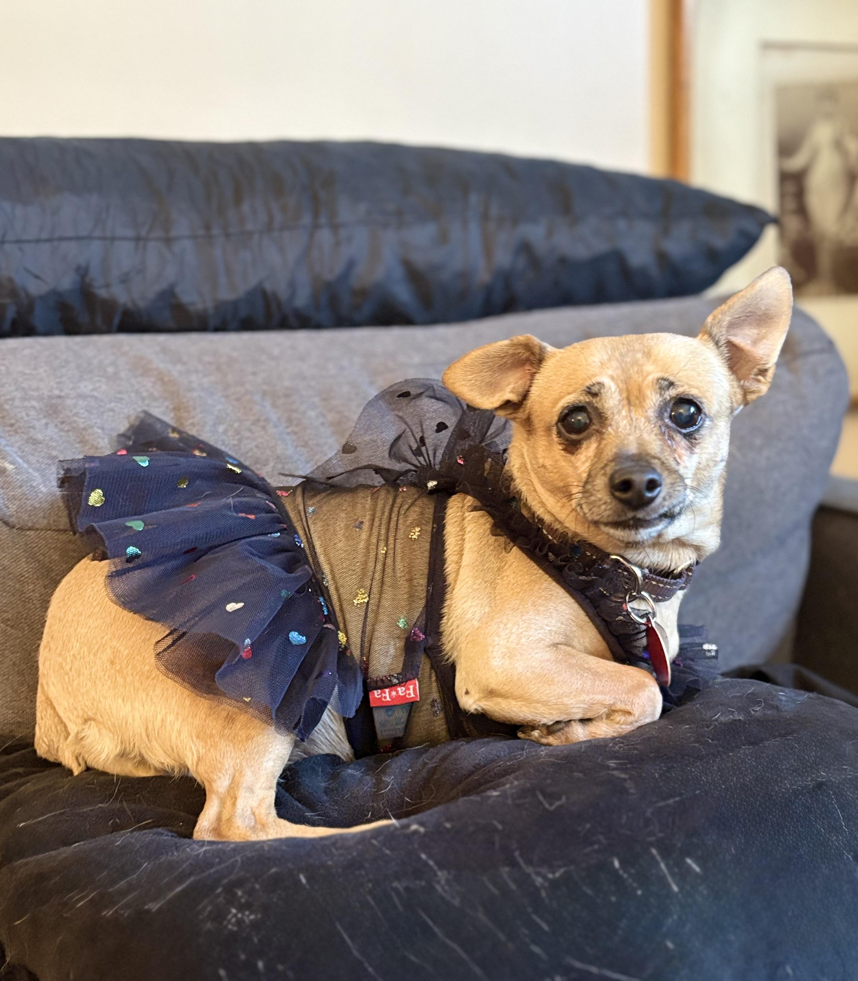 Enlarge Mindy, a Adoptable Chihuahua in Brooklyn, NY image 5/6