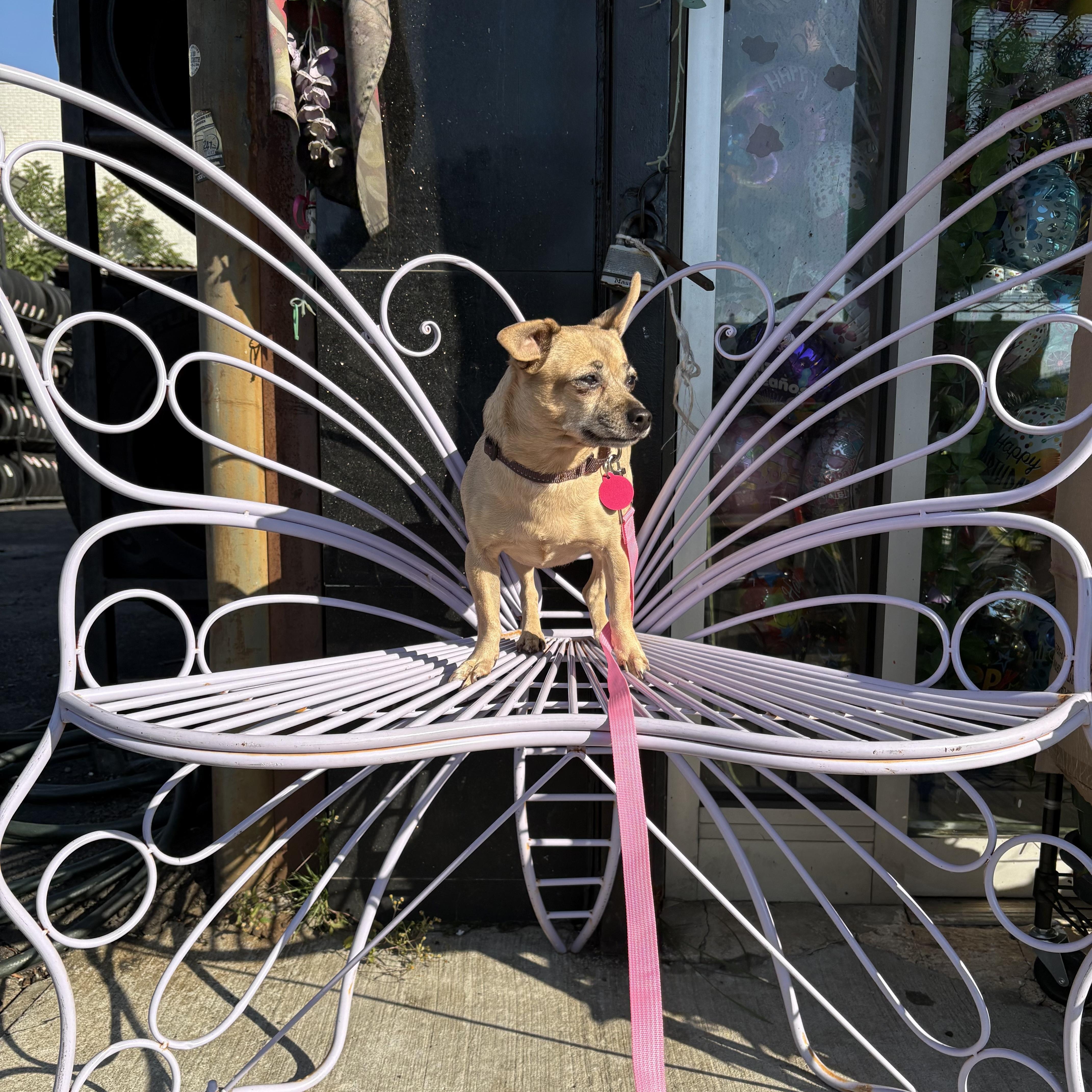 Enlarge Mindy, a Adoptable Chihuahua in Brooklyn, NY image 3/6