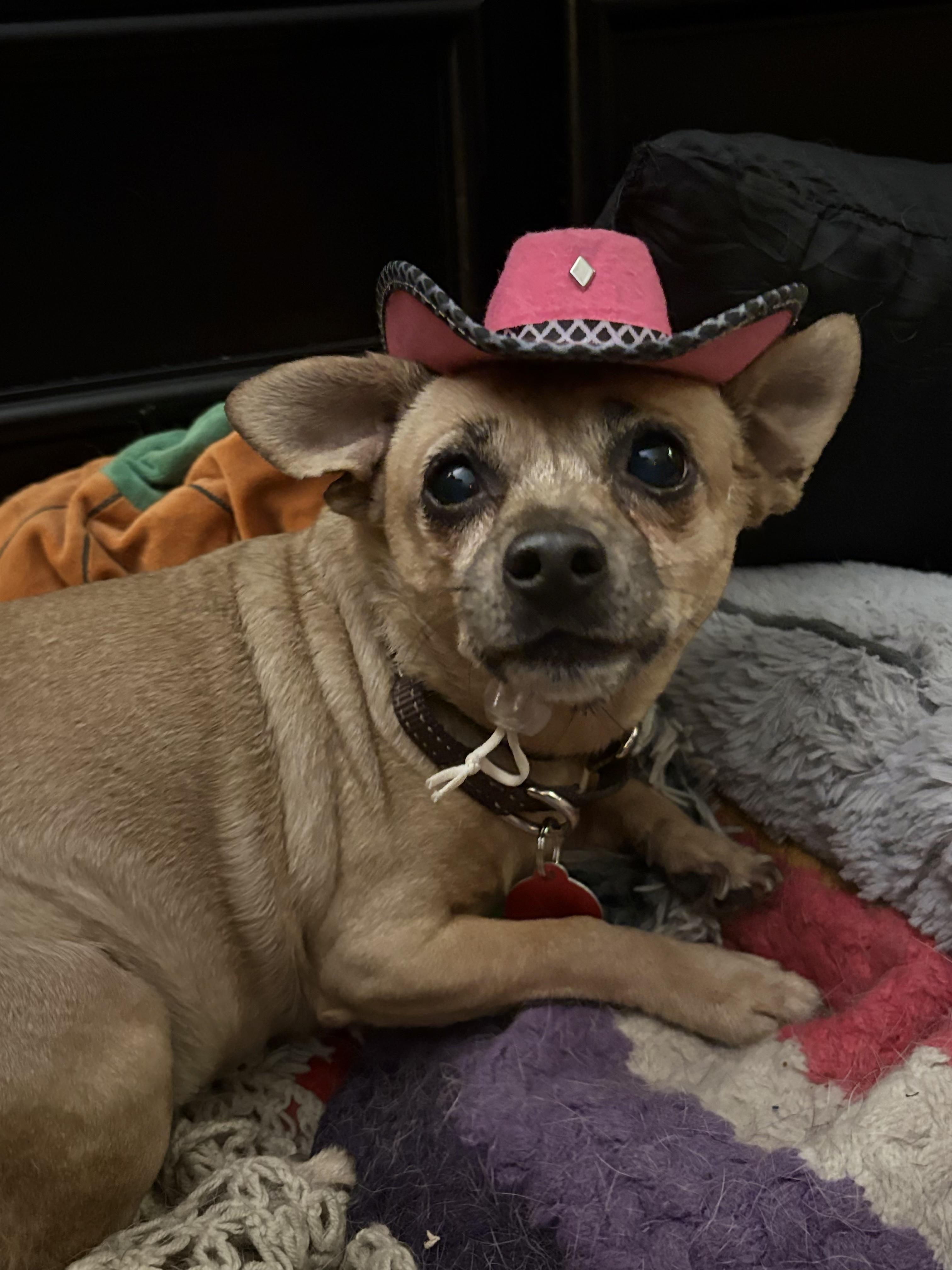 Enlarge Mindy, a Adoptable Chihuahua in Brooklyn, NY image 6/6