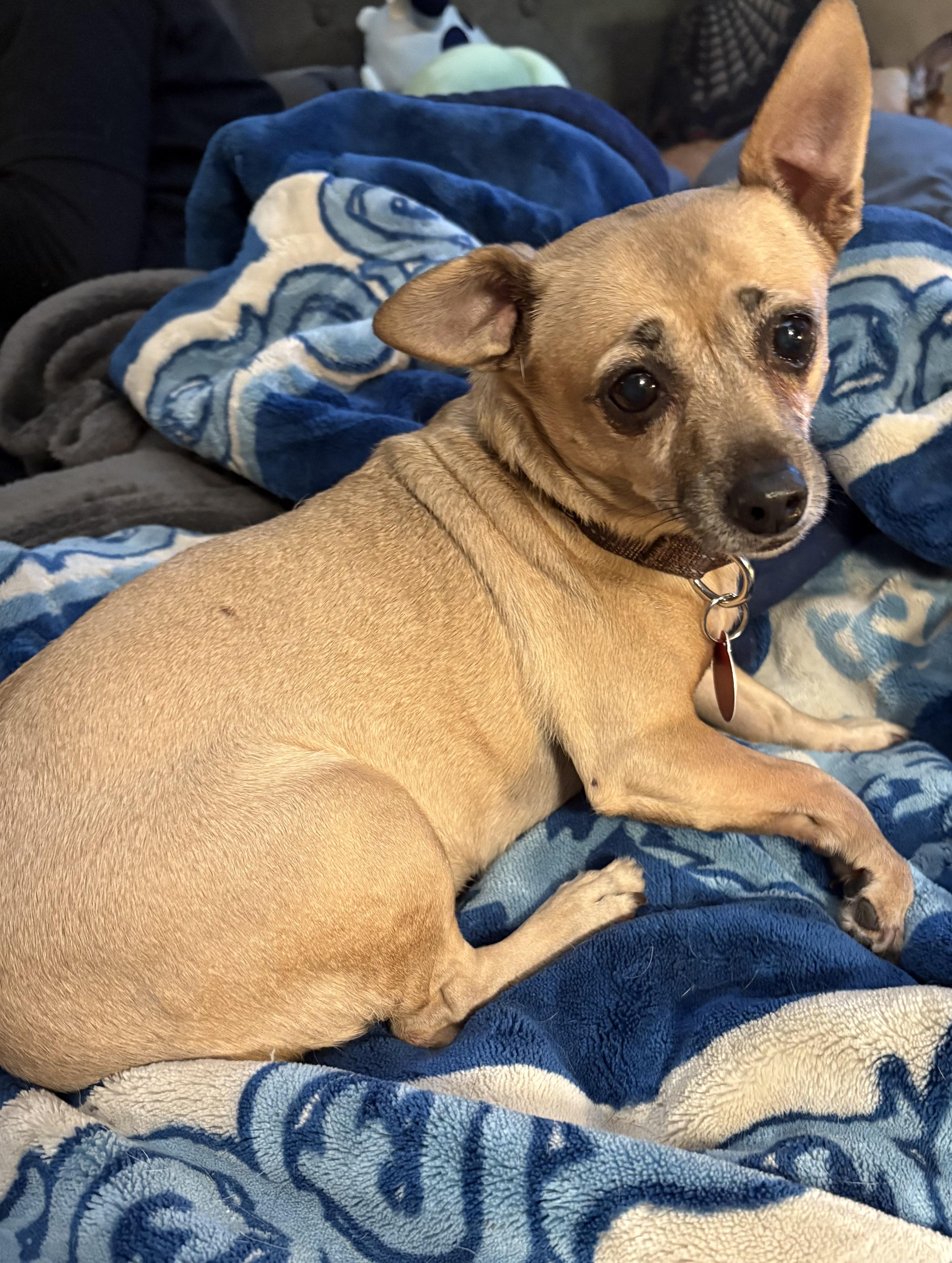 Enlarge Mindy, a Adoptable Chihuahua in Brooklyn, NY image 1/6