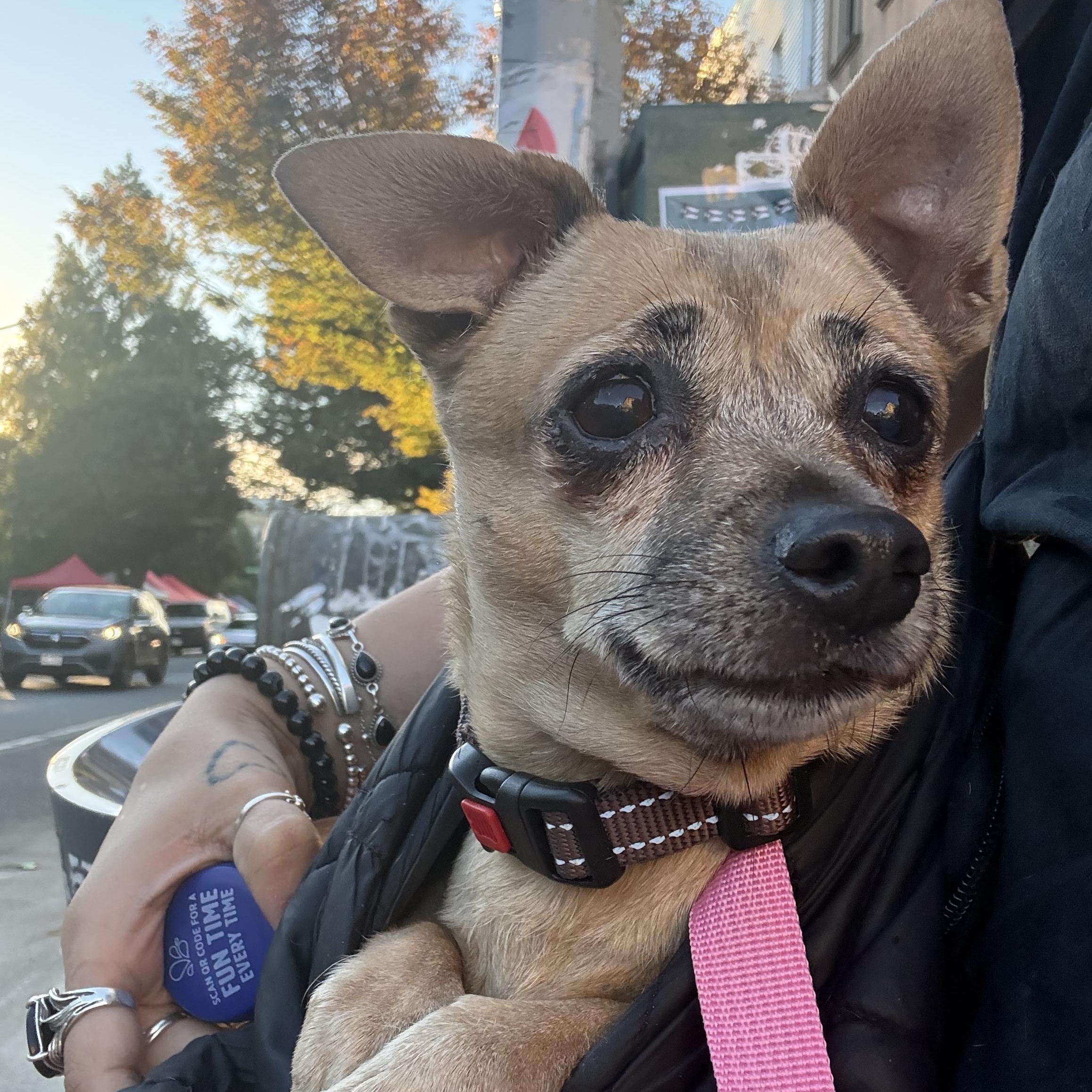 Enlarge Mindy, a Adoptable Chihuahua in Brooklyn, NY image 2/6