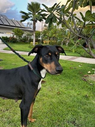 Nyx, Adoptable, Adult Female Doberman Pinscher & German Pinscher.