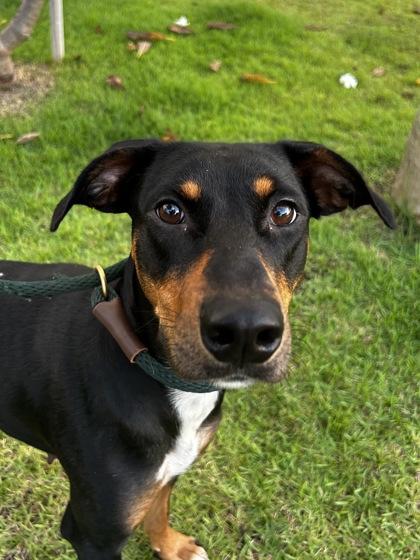 Enlarge Nyx, a Adoptable mixed breed in Honolulu, HI image 2/3