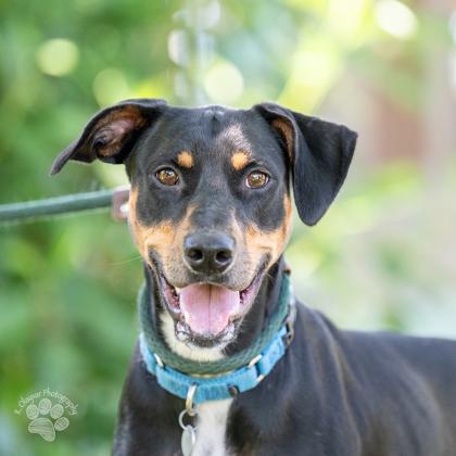 Nyx, Adoptable, Adult Female Doberman Pinscher & German Pinscher.