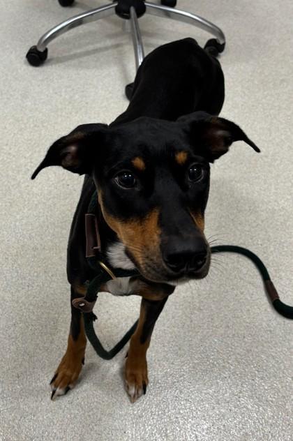 Enlarge Nyx, a Adoptable mixed breed in Honolulu, HI image 3/3