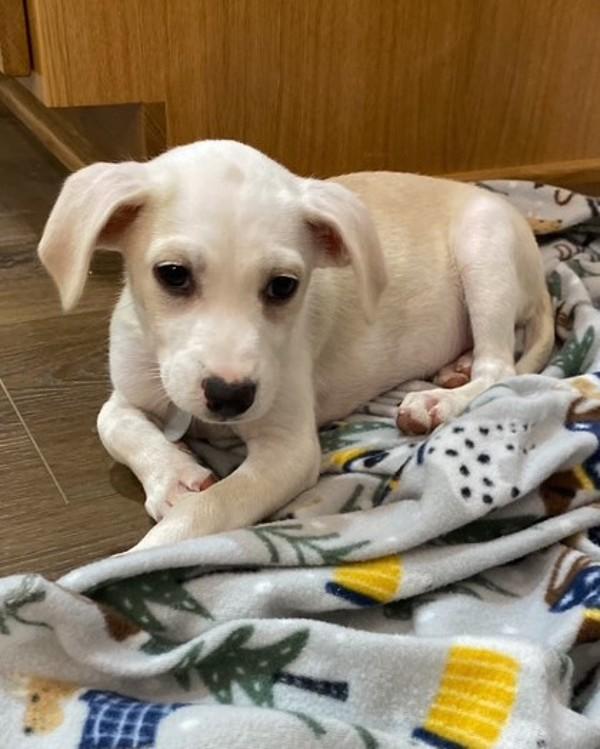 Kiwi, Adoptable, Puppy Female Chihuahua.