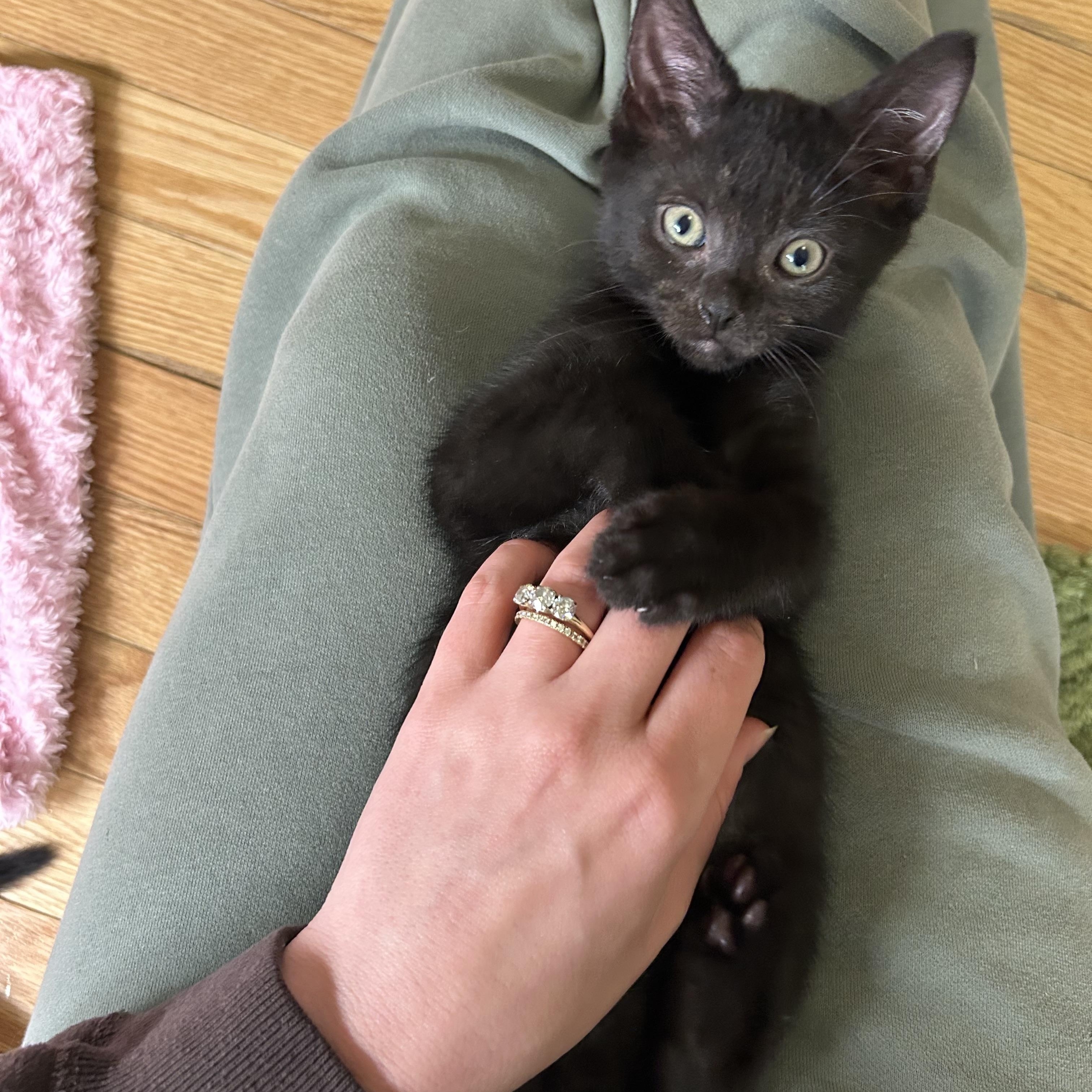 Enlarge Askja, a ADOPTABLE Domestic Short Hair in Alexandria, VA image 1/6