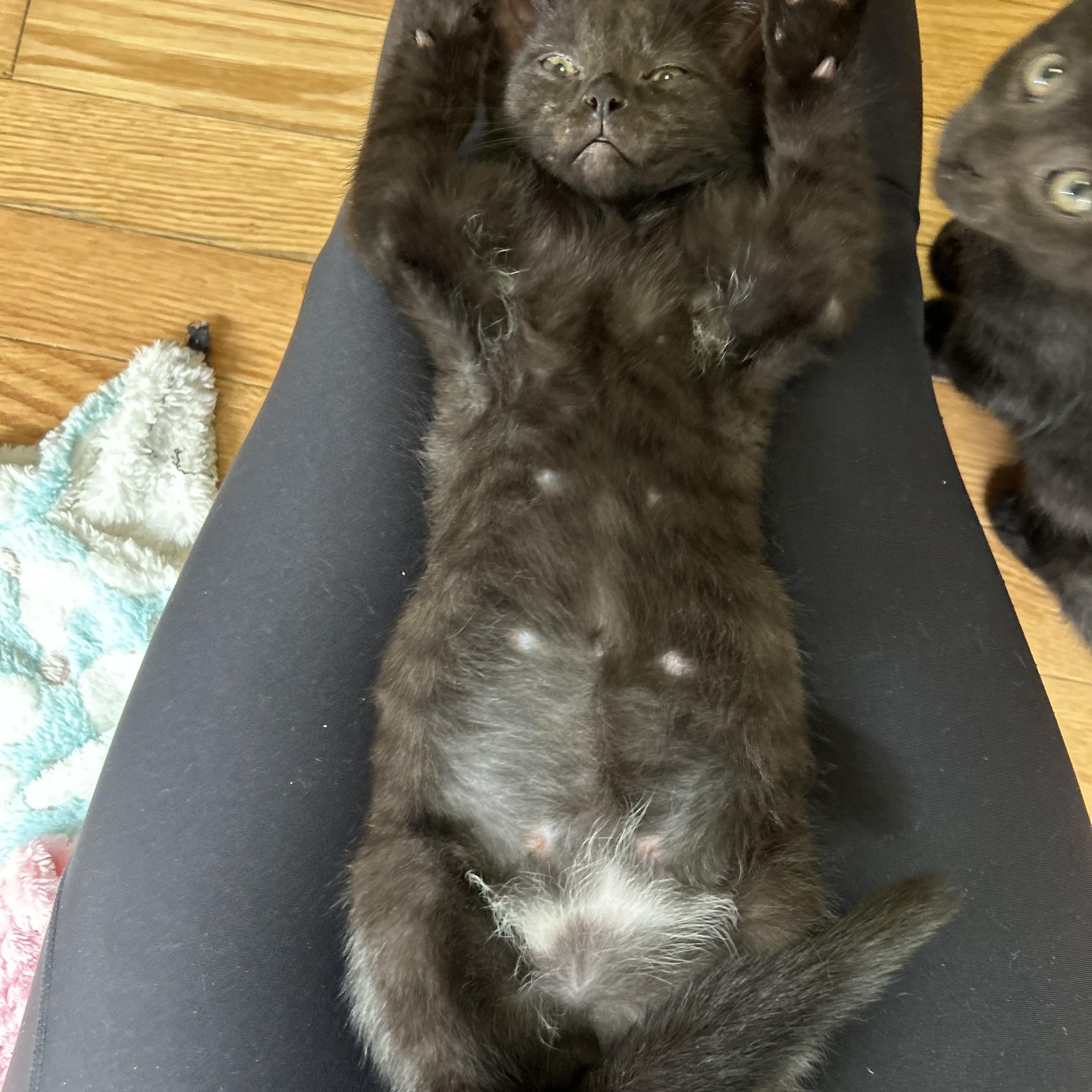 Enlarge Askja, a ADOPTABLE Domestic Short Hair in Alexandria, VA image 4/6