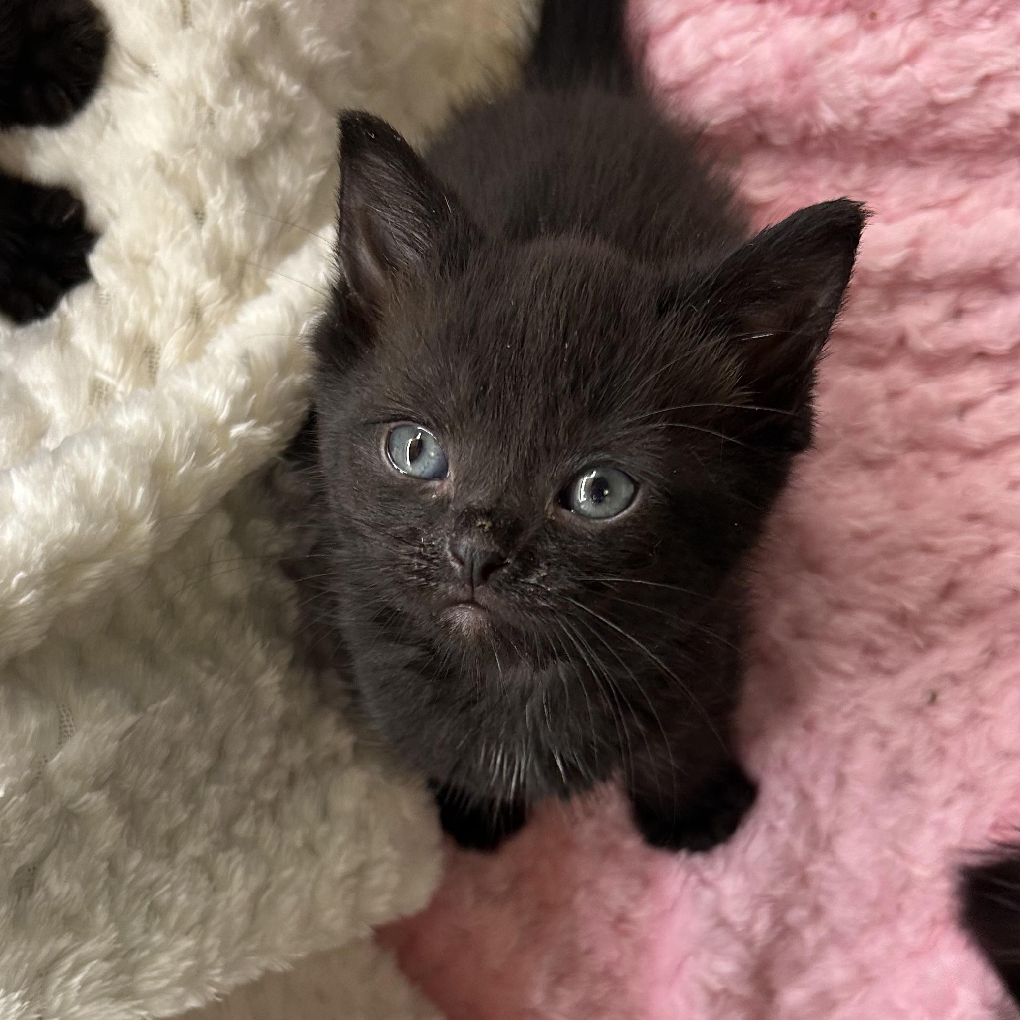 Enlarge Askja, a ADOPTABLE Domestic Short Hair in Alexandria, VA image 5/6