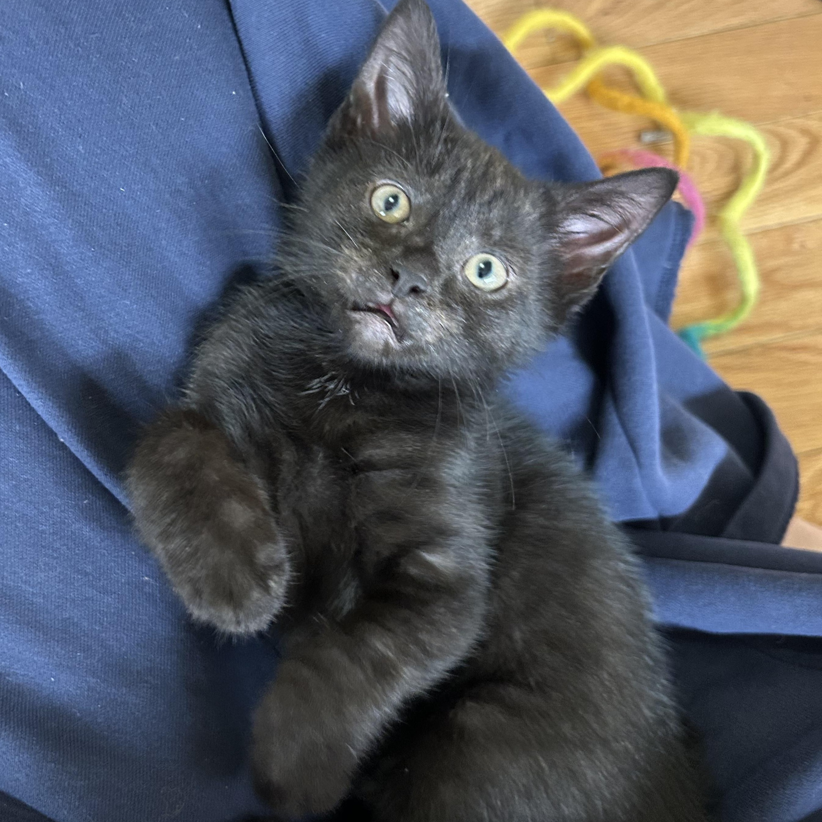 Enlarge Askja, a ADOPTABLE Domestic Short Hair in Alexandria, VA image 2/6