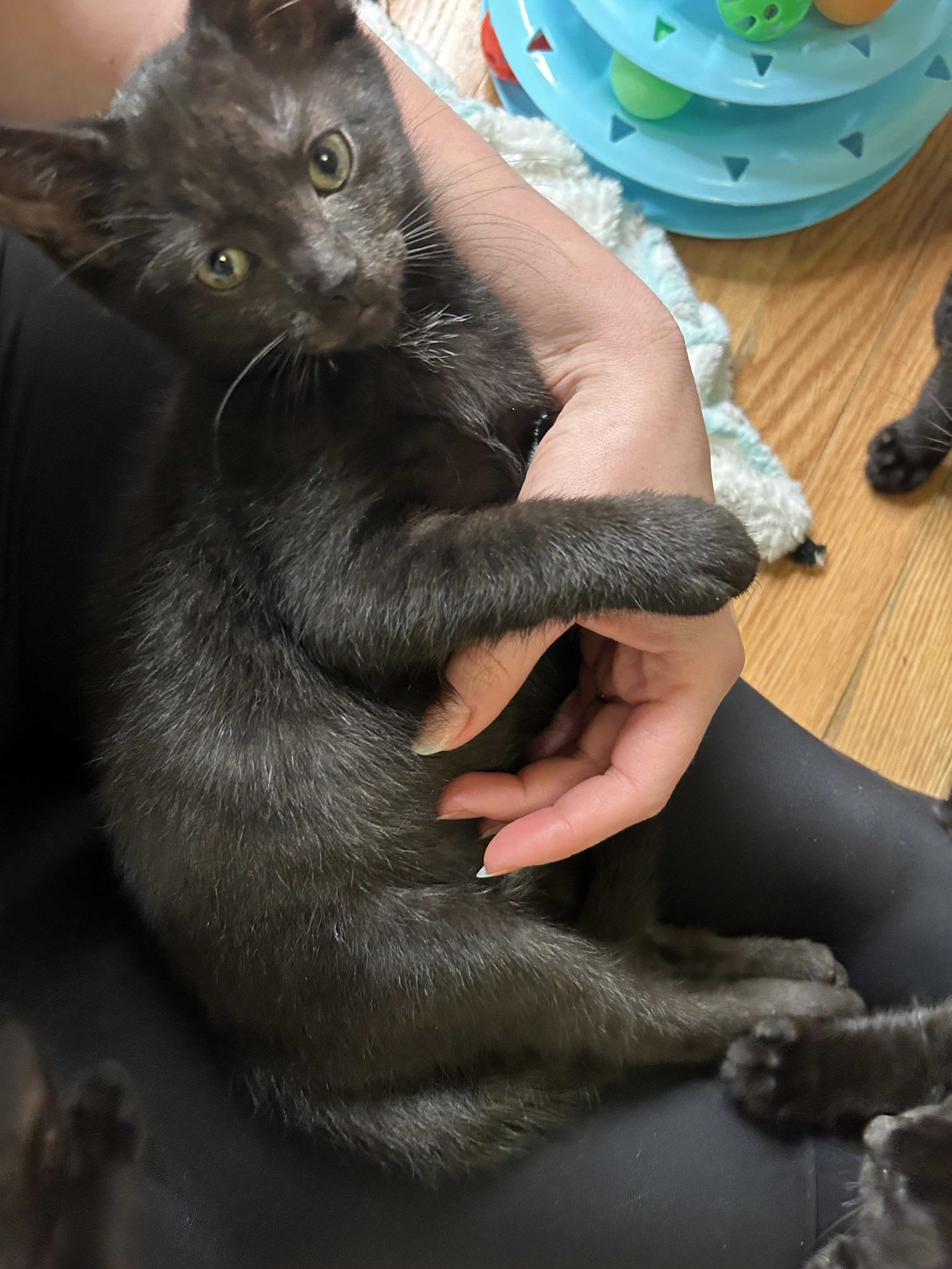 Enlarge Askja, a ADOPTABLE Domestic Short Hair in Alexandria, VA image 3/6