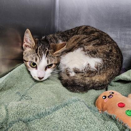 Taco, Adoptable, Adult Female Domestic Short Hair & Domestic Short Hair.