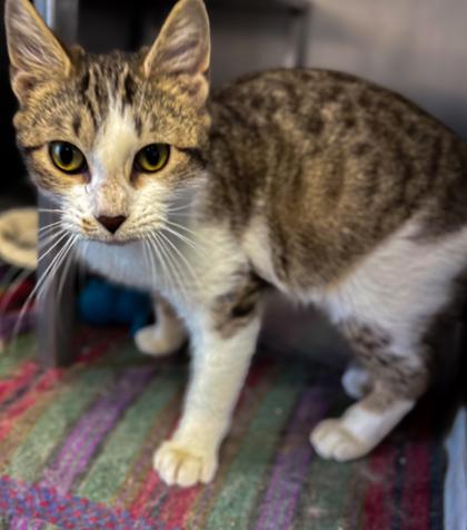 Taco, a Adoptable mixed breed in Baraboo, WI image 3/3