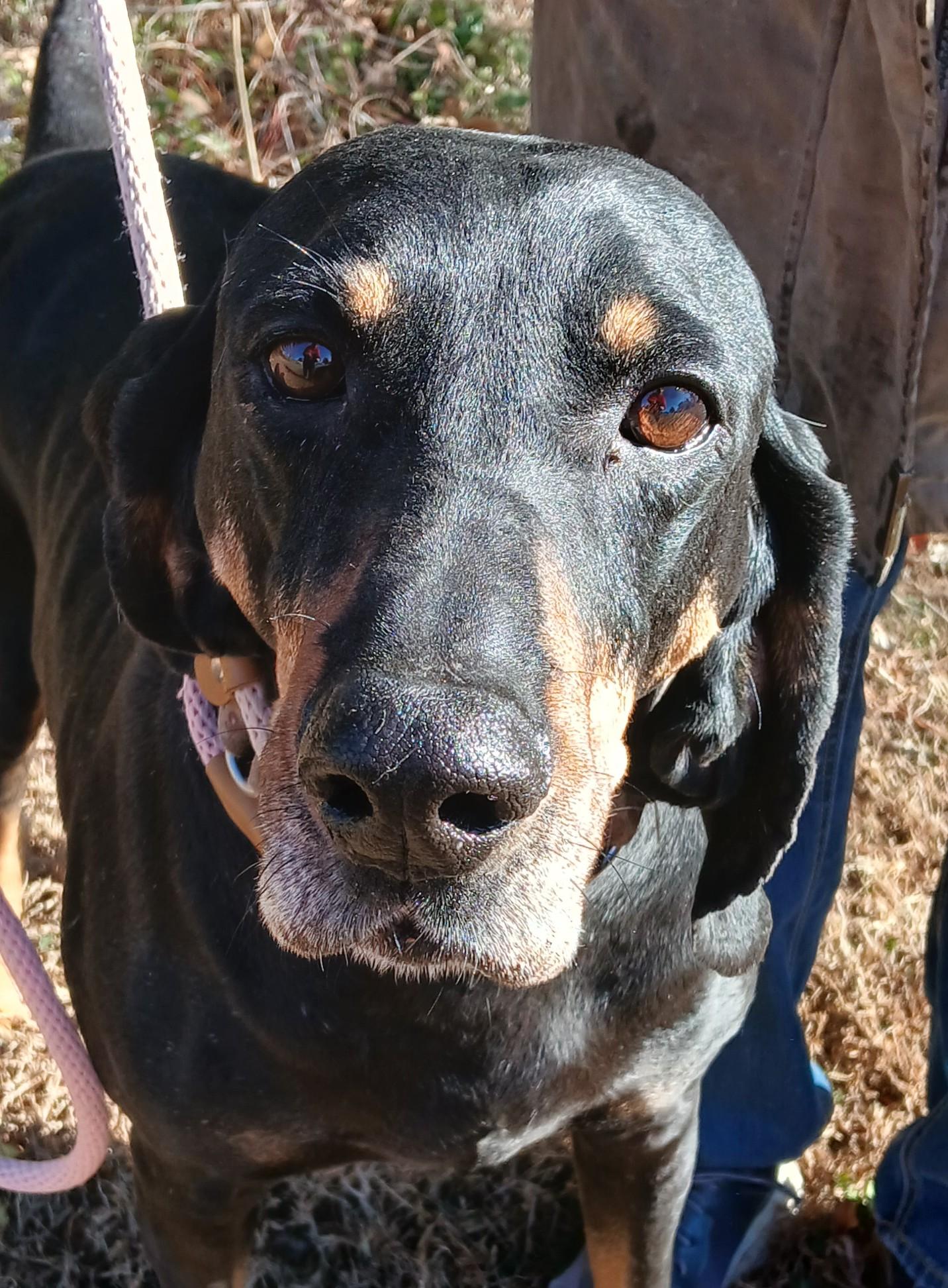 DILLON, adoptable, Adult Male Coonhound.