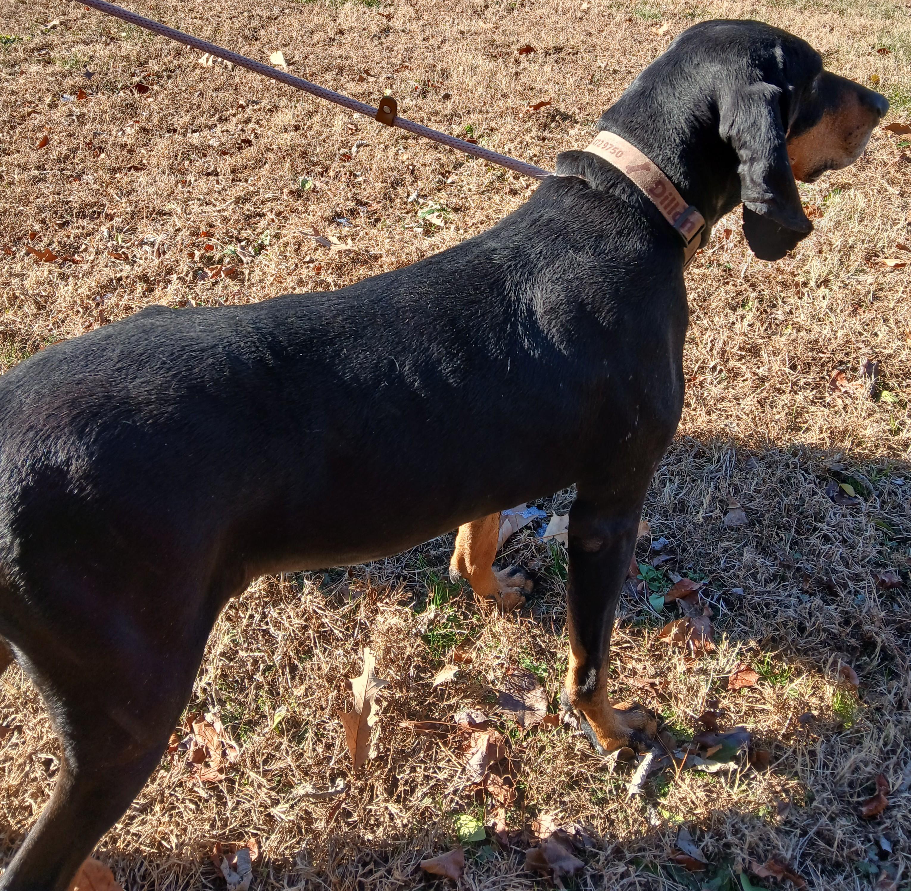 Enlarge DILLON, an adoptable Coonhound in Tappahannock, VA image 2/4