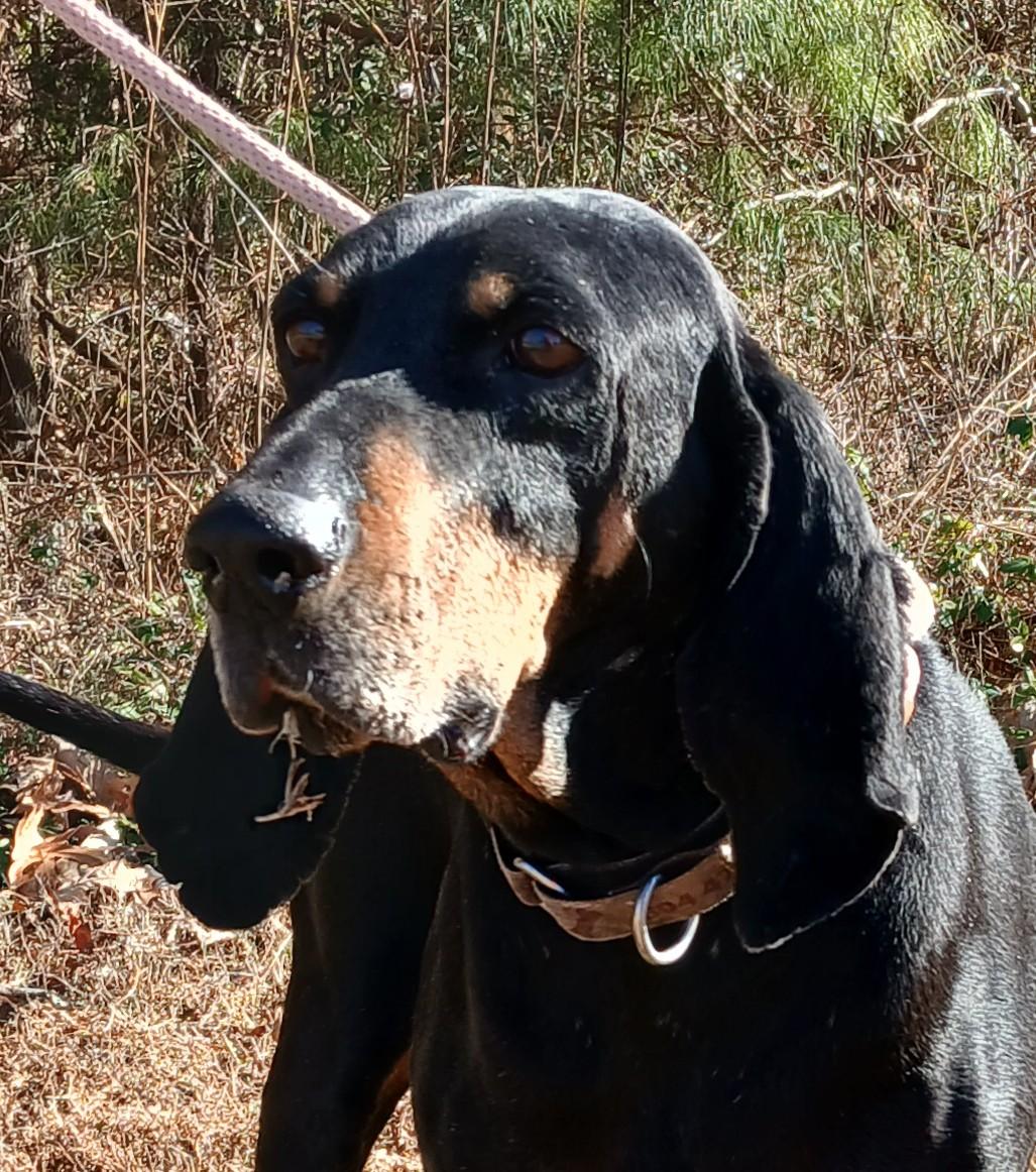 Enlarge DILLON, an adoptable Coonhound in Tappahannock, VA image 3/4