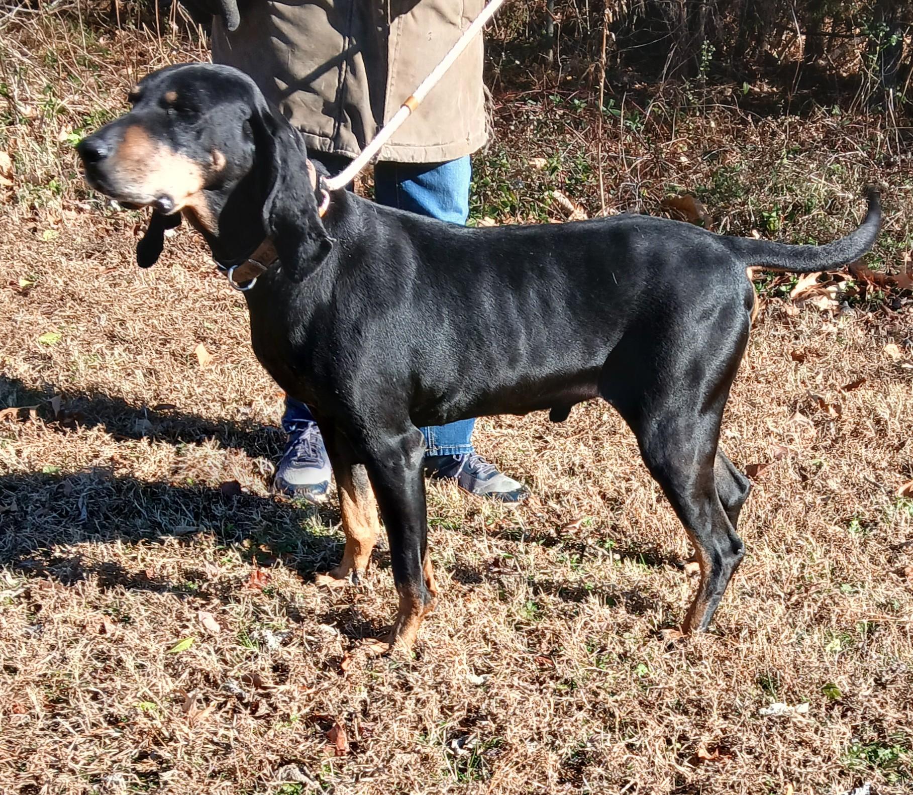 Enlarge DILLON, an adoptable Coonhound in Tappahannock, VA image 4/4