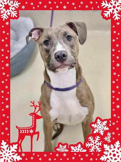 Enlarge Montana- #49900, a ADOPTABLE Pit Bull Terrier in Columbia, MD image 1/1