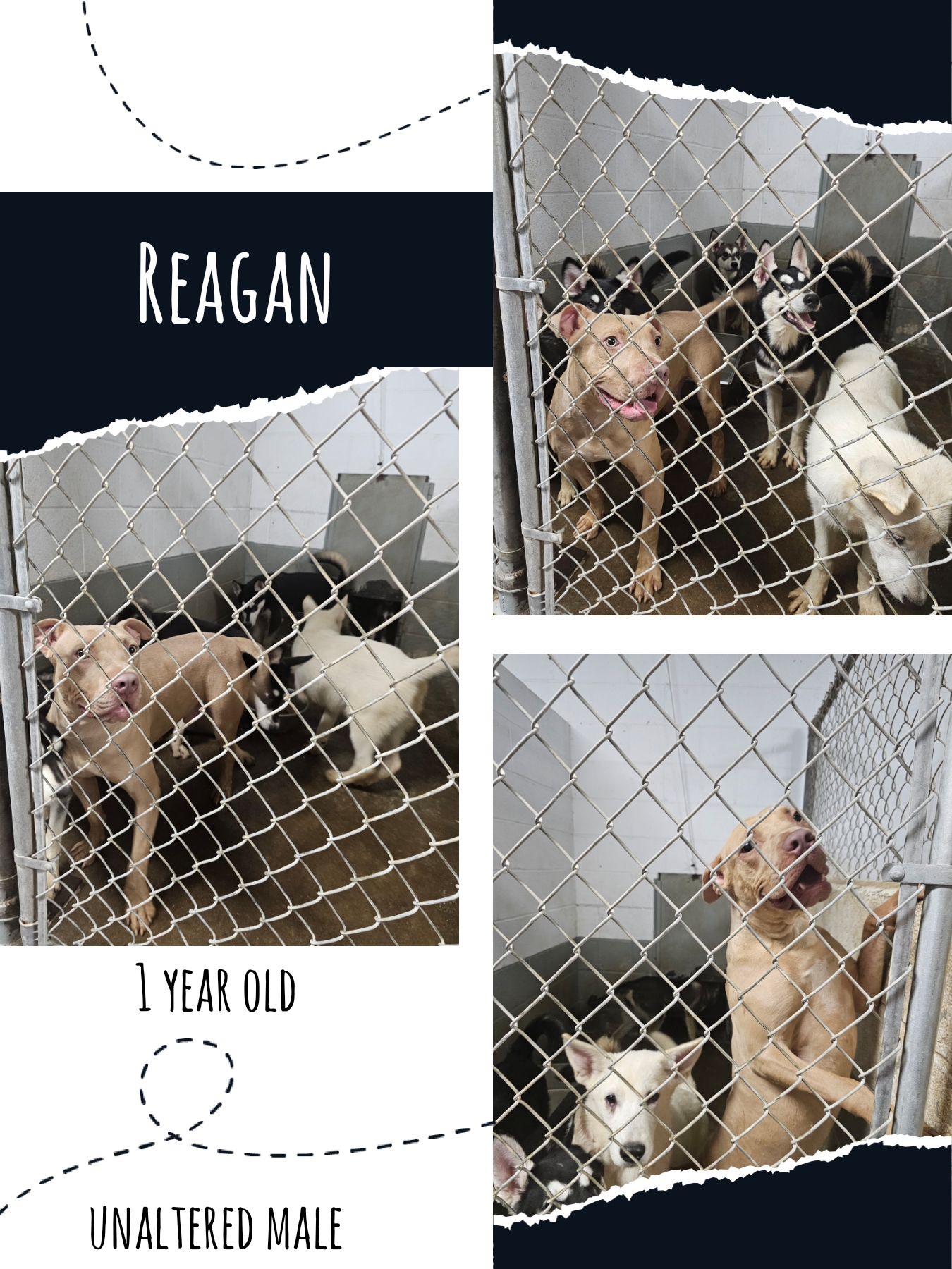 Reagan photo 1