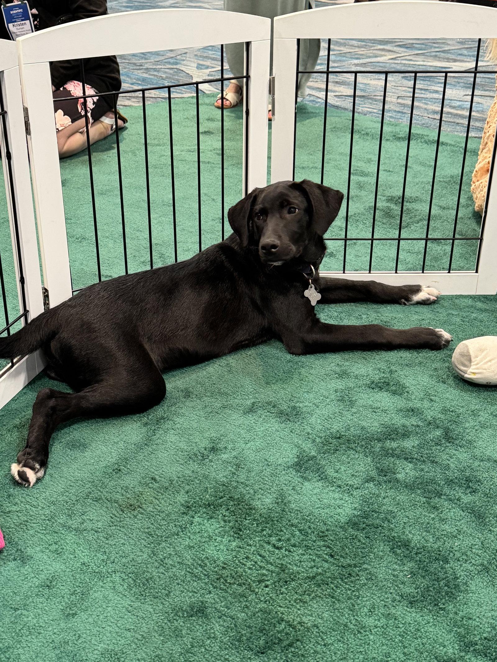Elio FH, a Adoptable mixed breed in Sanford, FL image 1/3