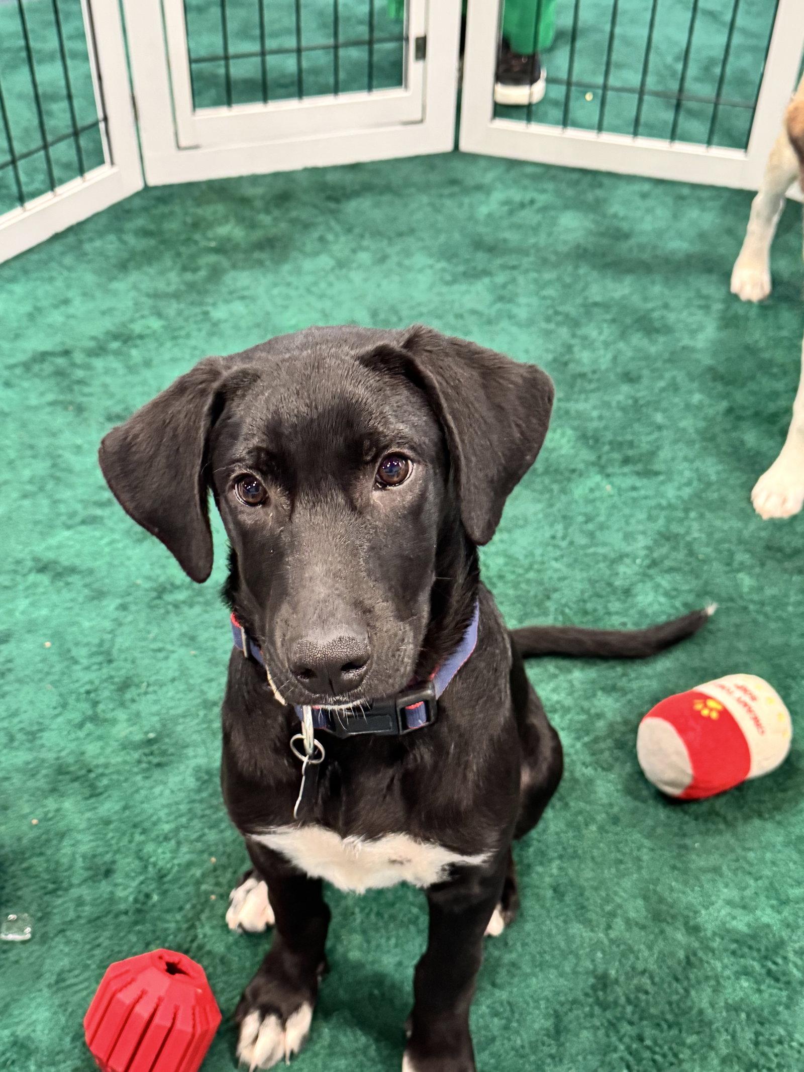 Elio FH, a Adoptable mixed breed in Sanford, FL image 2/3