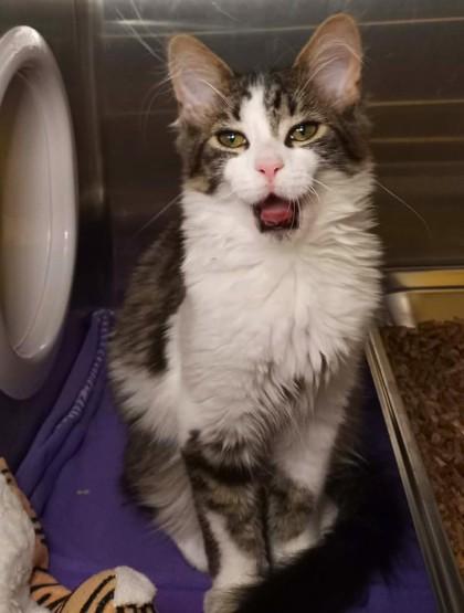 Enlarge Luna, an adopted mixed breed in Waupaca, WI image 1/1