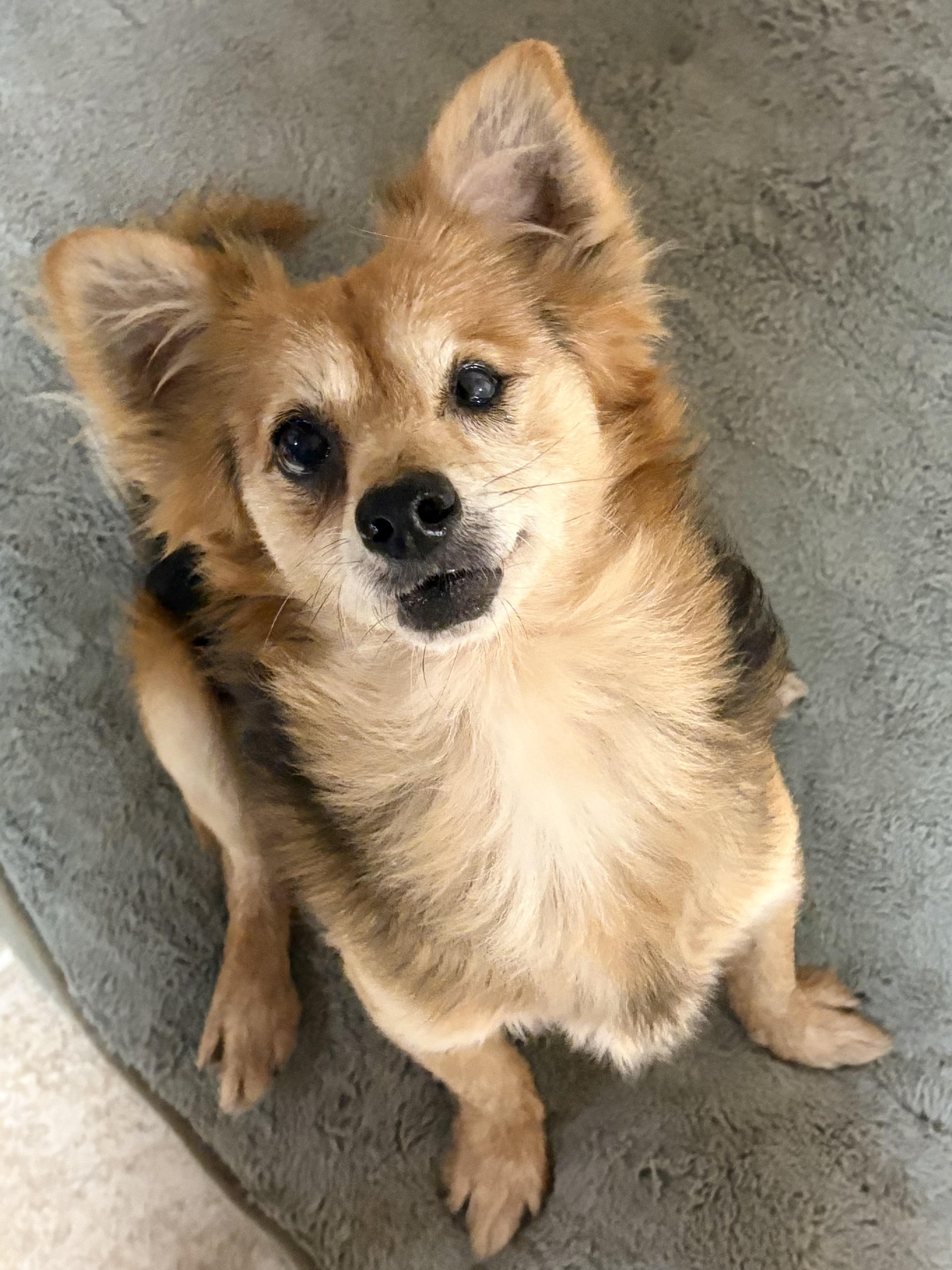 Niles, an adoptable Corgi, Papillon in Ooltewah, TN, 37363 | Photo Image 1
