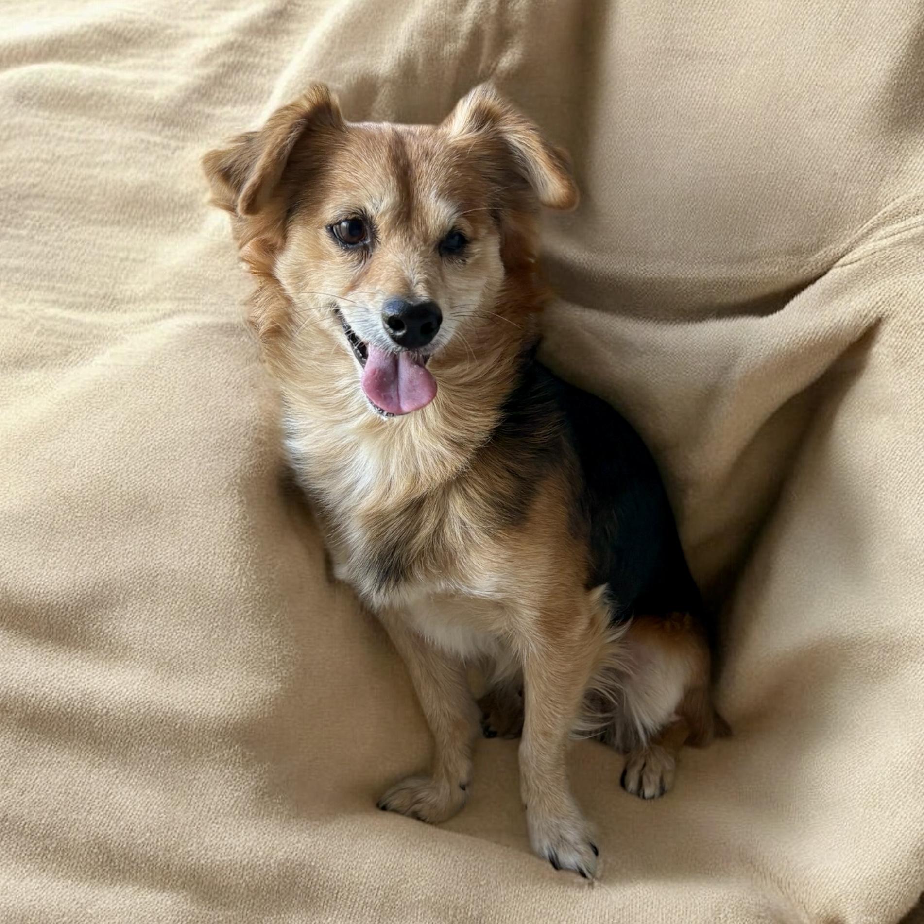 Niles, an adoptable Corgi, Papillon in Ooltewah, TN, 37363 | Photo Image 3