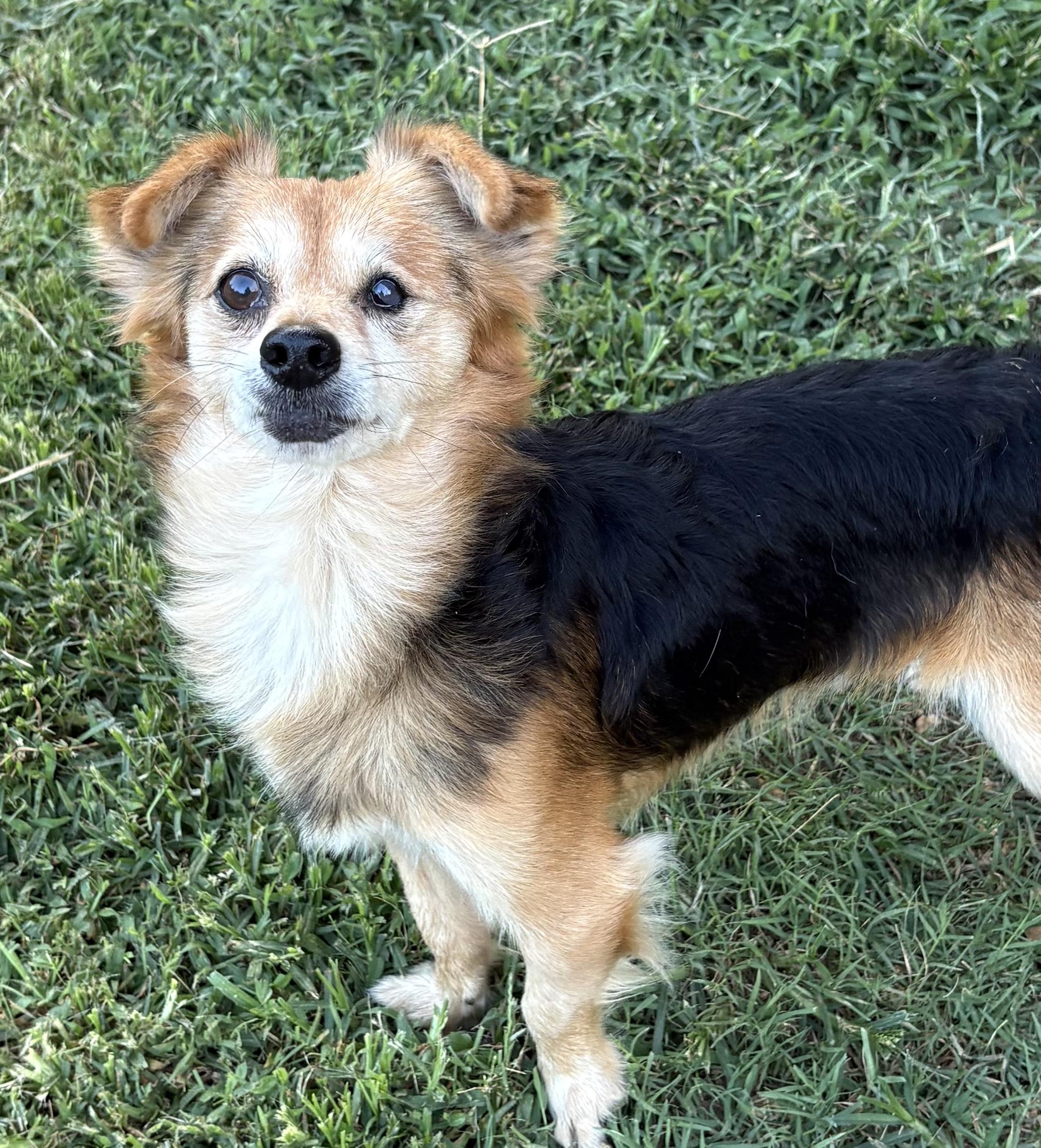 Niles, an adoptable Corgi, Papillon in Ooltewah, TN, 37363 | Photo Image 4