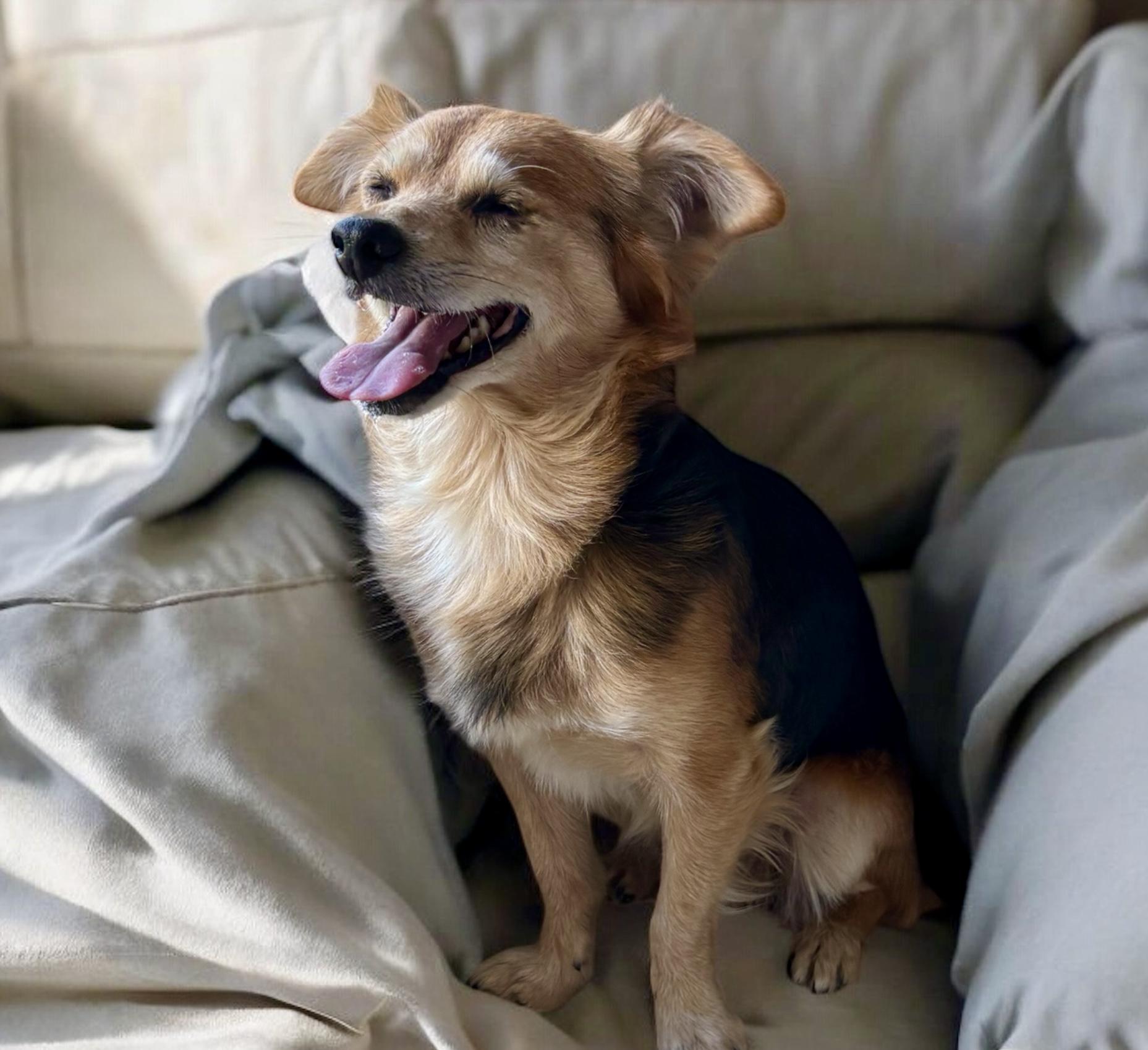 Niles, an adoptable Corgi, Papillon in Ooltewah, TN, 37363 | Photo Image 4