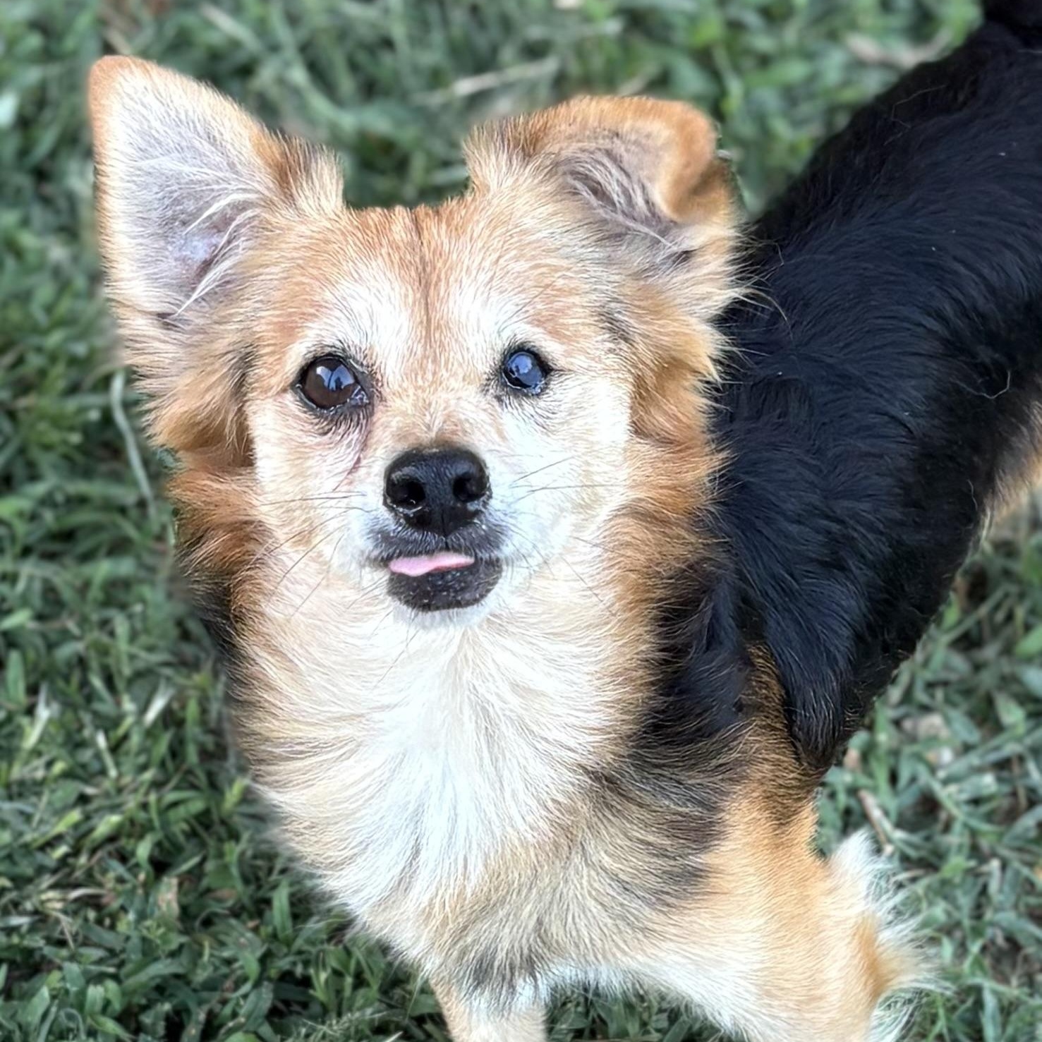 Niles, an adoptable Corgi, Papillon in Ooltewah, TN, 37363 | Photo Image 2